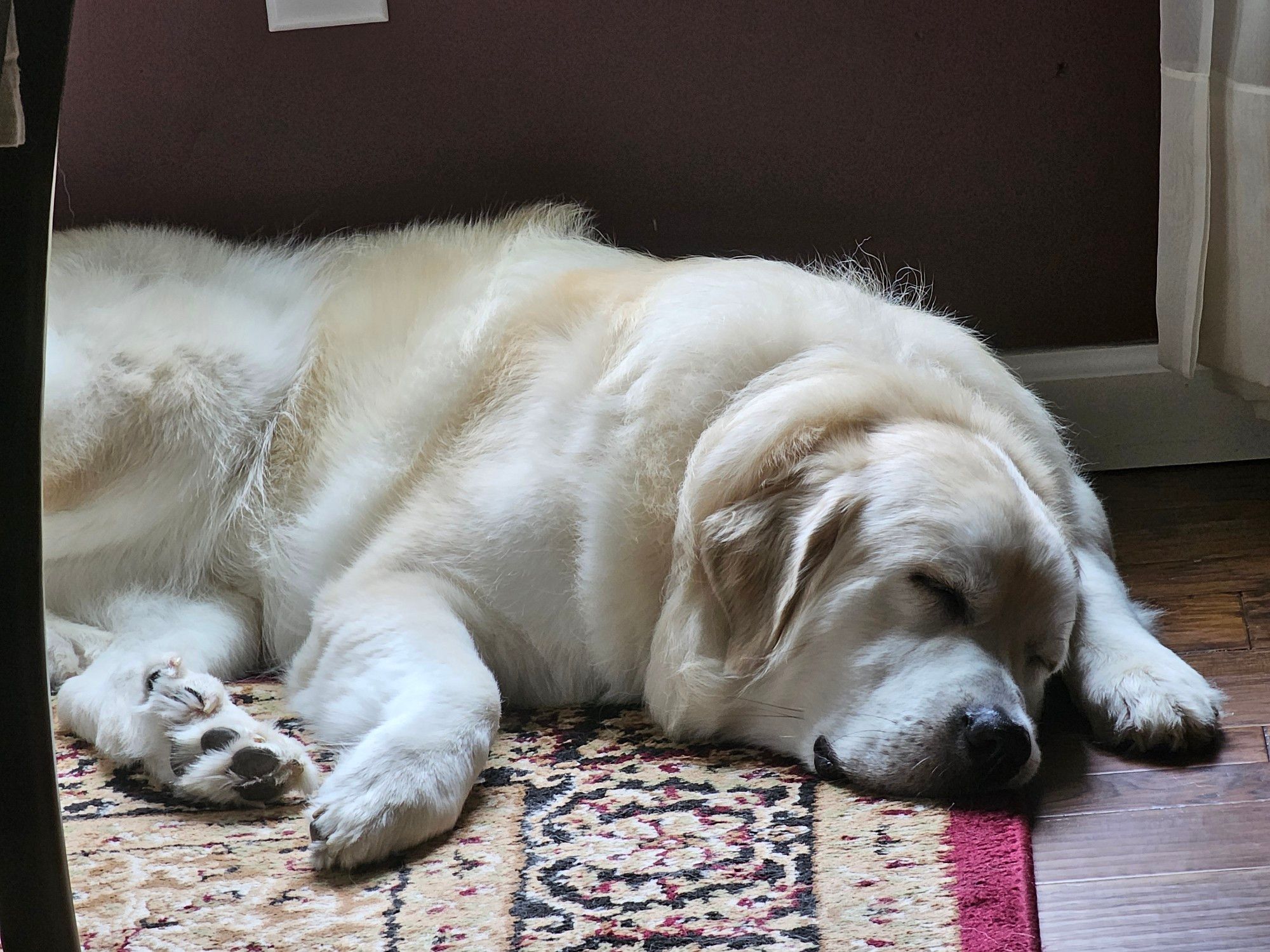 Pyrenees dog sleeping on a rug.