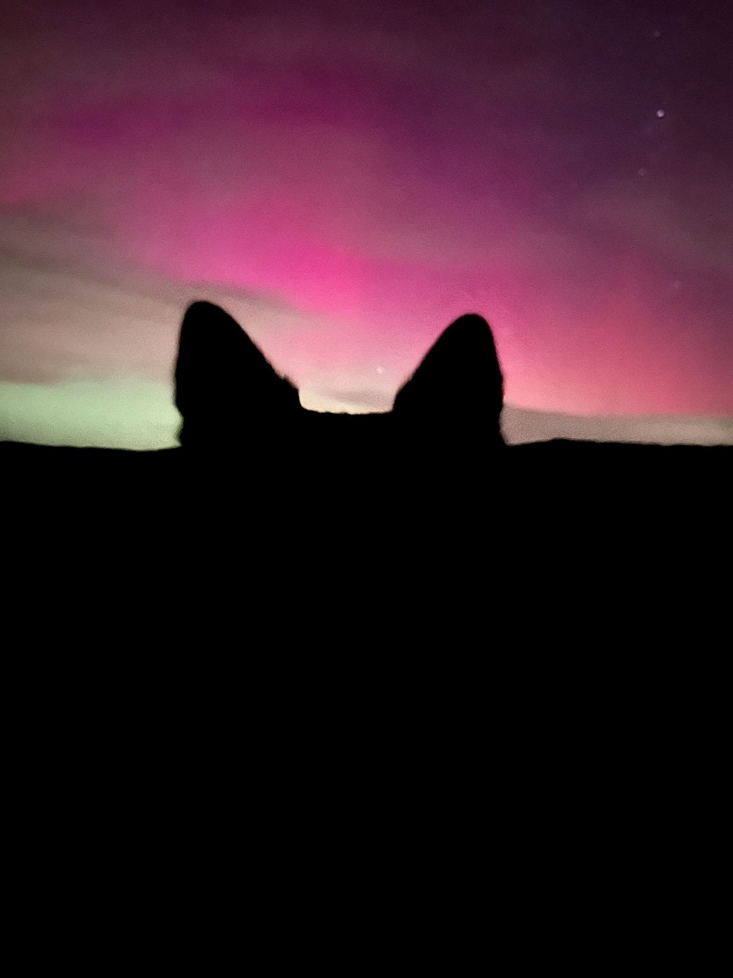 In the background you can see pink and green Northern Lights. In the front you see the shadowy ears of my Icelandic Sheepdog against the Northern Lights.