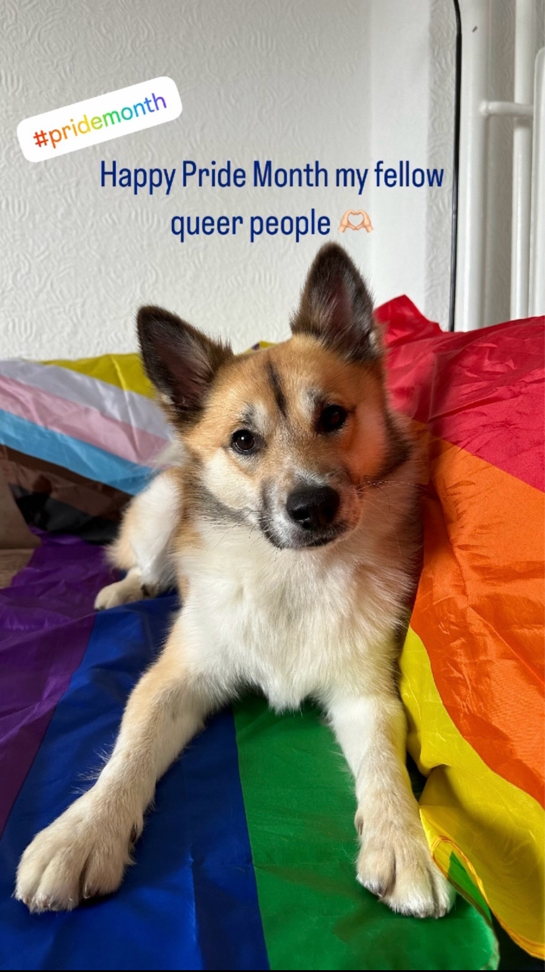 A picture of my dog laying on a new progress pride flag. Above his head is text: #pridemonth in rainbow colours and in blue “Happy Pride Month my fellow queer people 🫶🏻”