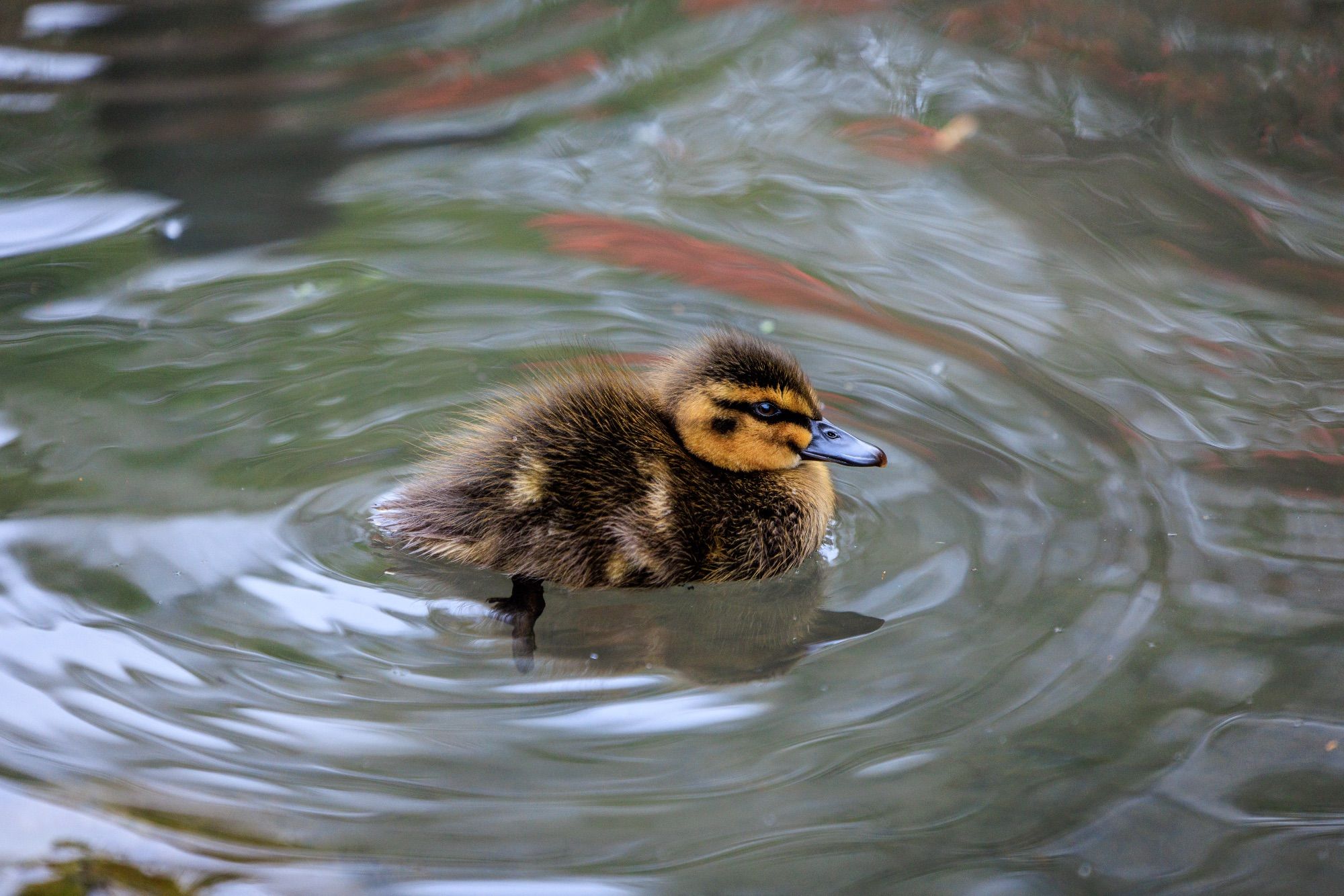 A duckling on a dappled pond, its life stretching out before it.