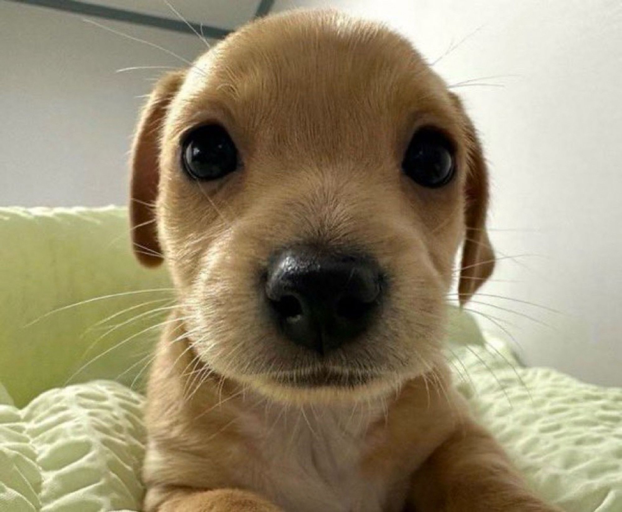 golden retriever stares at you