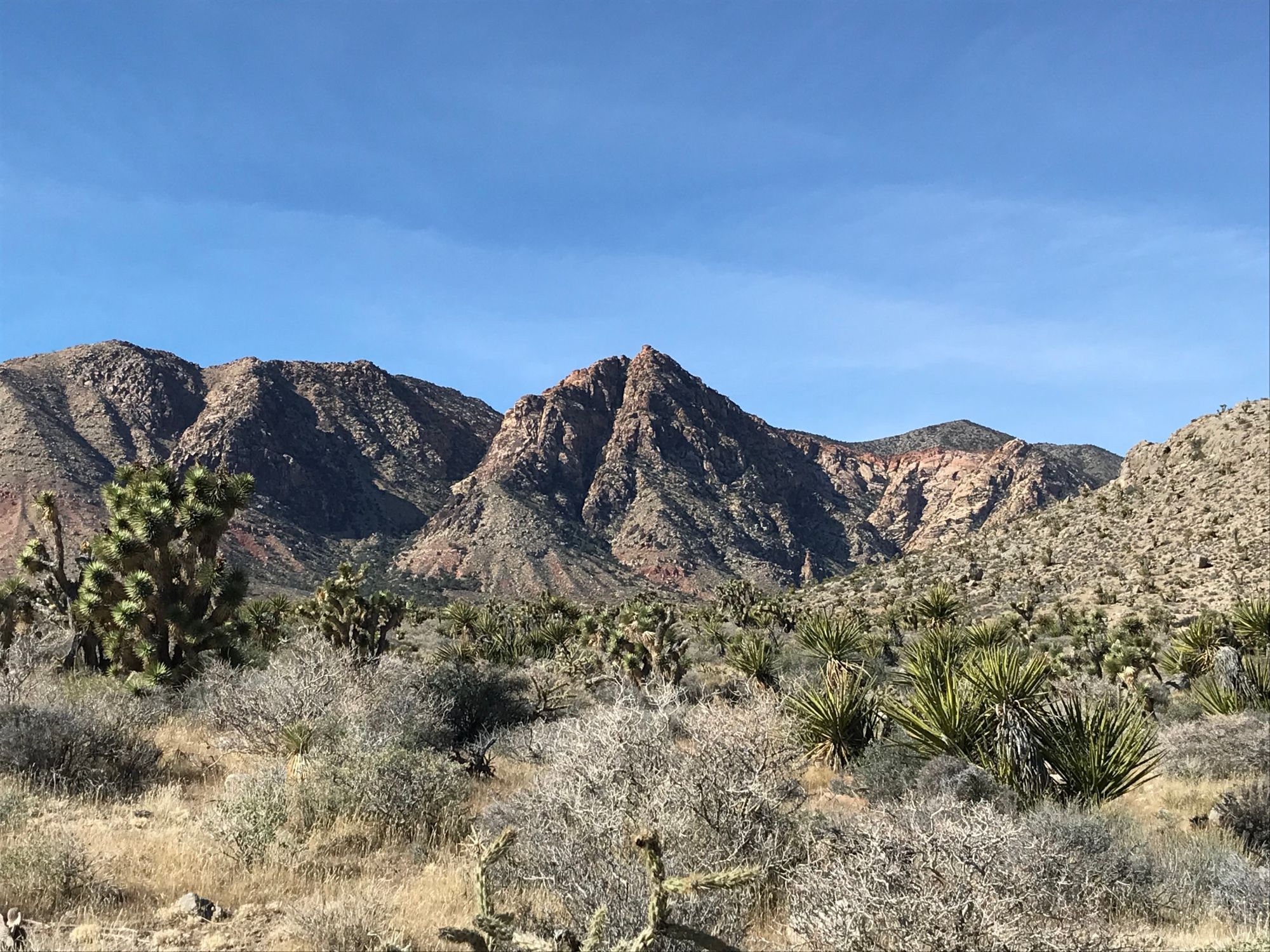 Image of Spring Mountains with Joshua trees and yucca plants in the foreground.