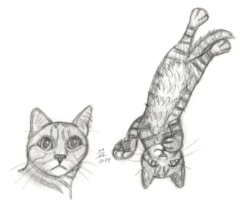 Two pencil sketches of a tabby cat.

Left: A headshot of a tabby cat with wide eyes. The date "September 9th, 2024" is to the right of this sketch.

Right: A chibi full body drawing of a tabby cat lying down on his back with a happy expression on his face. His furry belly is in full view. He is stretched out while extending his front two paws.