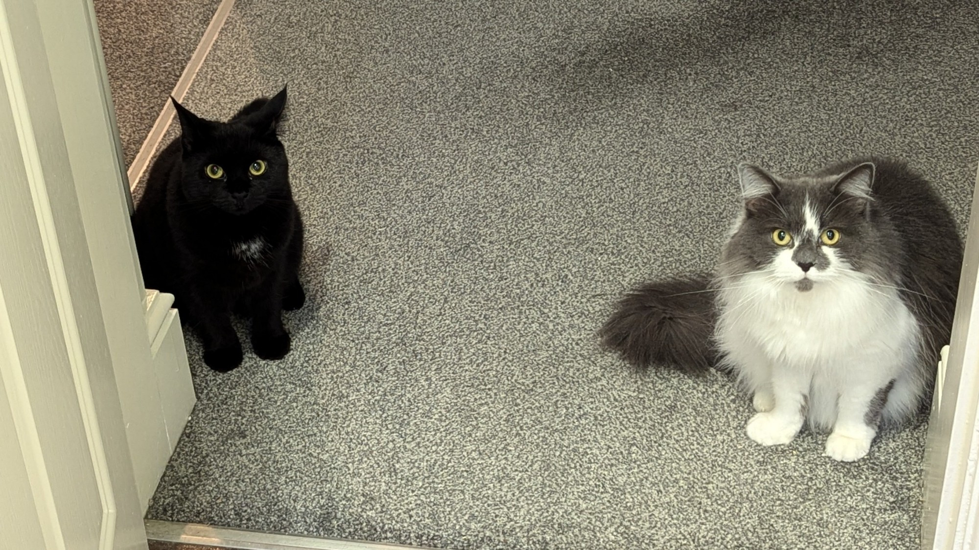 Two cats staring right at the camera in a door way.