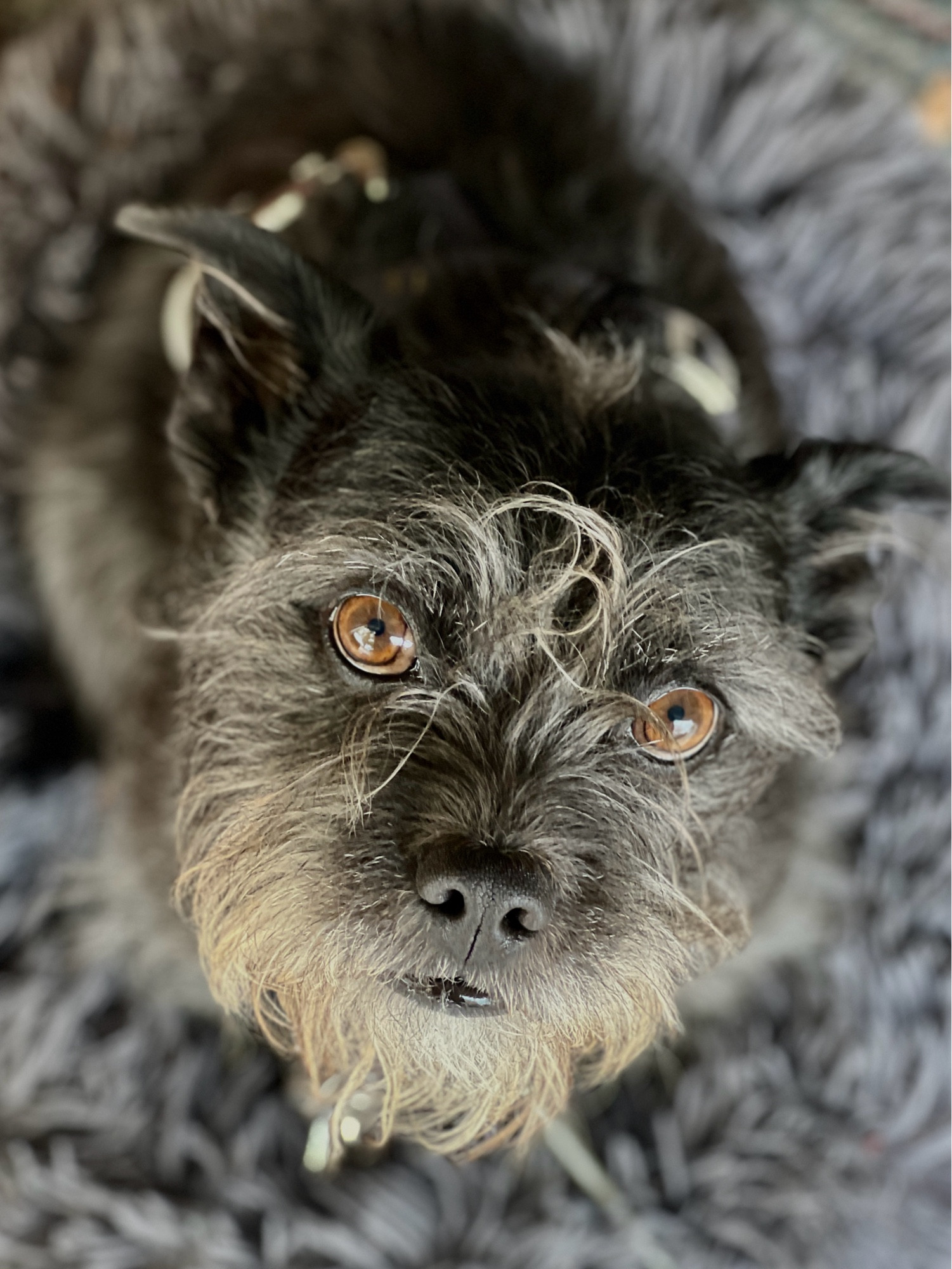 My rescue mix terrier named Bumpers looking up at the camera