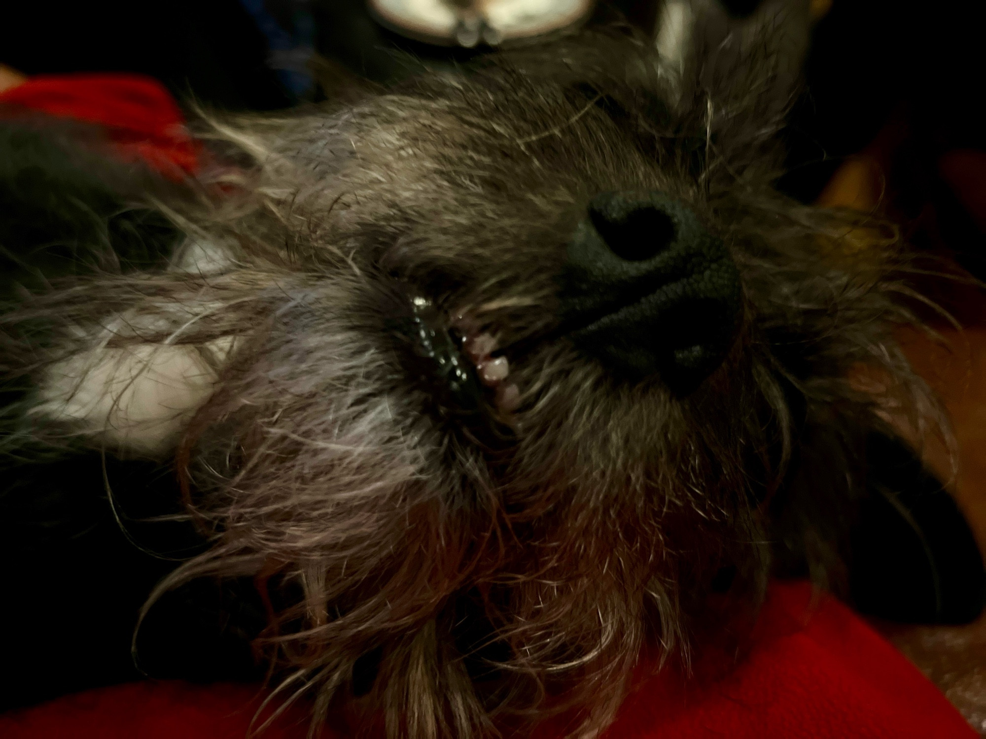 My sleeping black terrier with his lower teeth showing