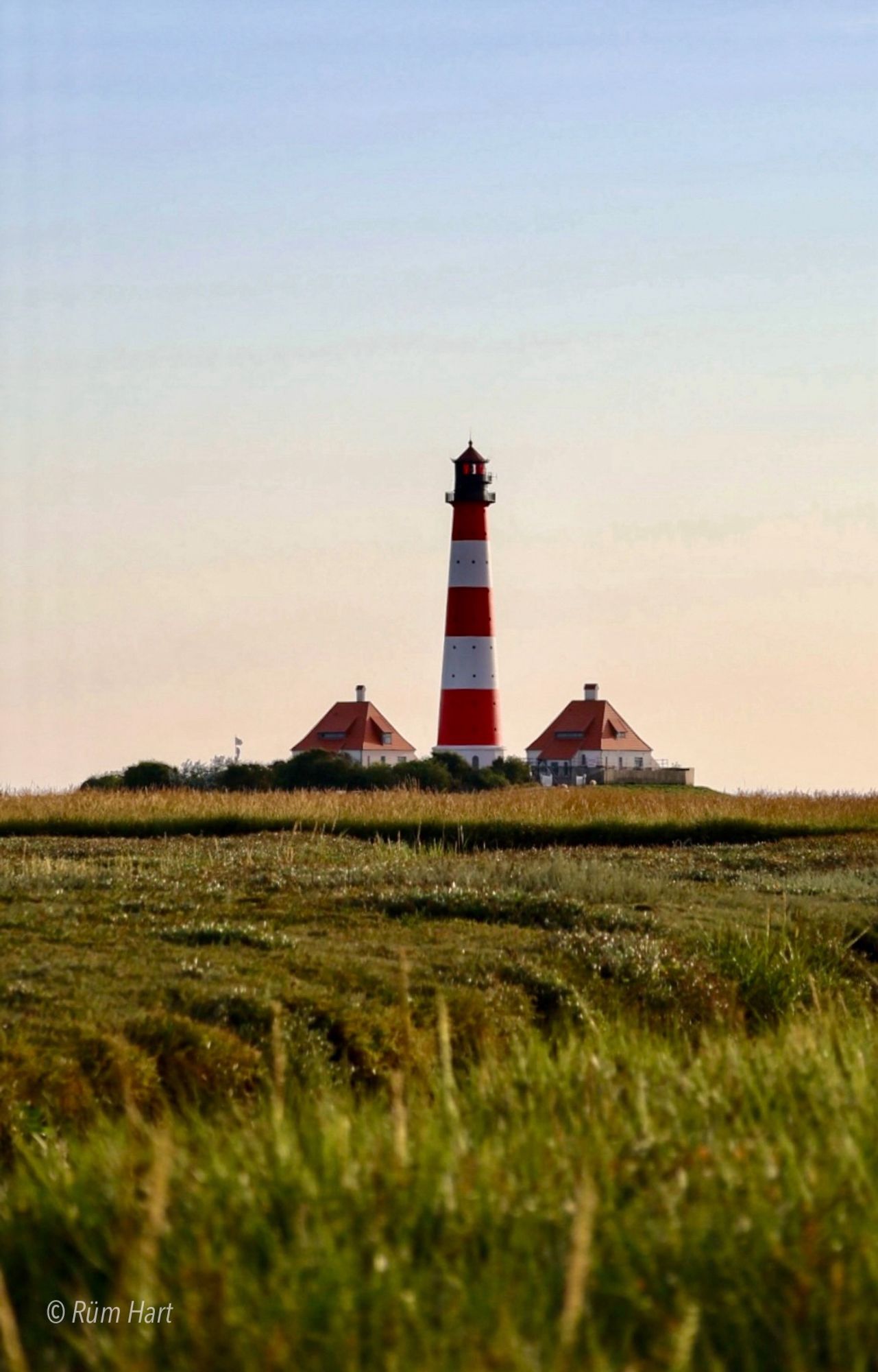 Blick über das Gras der Salzwiese zum Leuchtturm Westerhever. Der Himmel ist wolkenlos und leicht rosafarben.