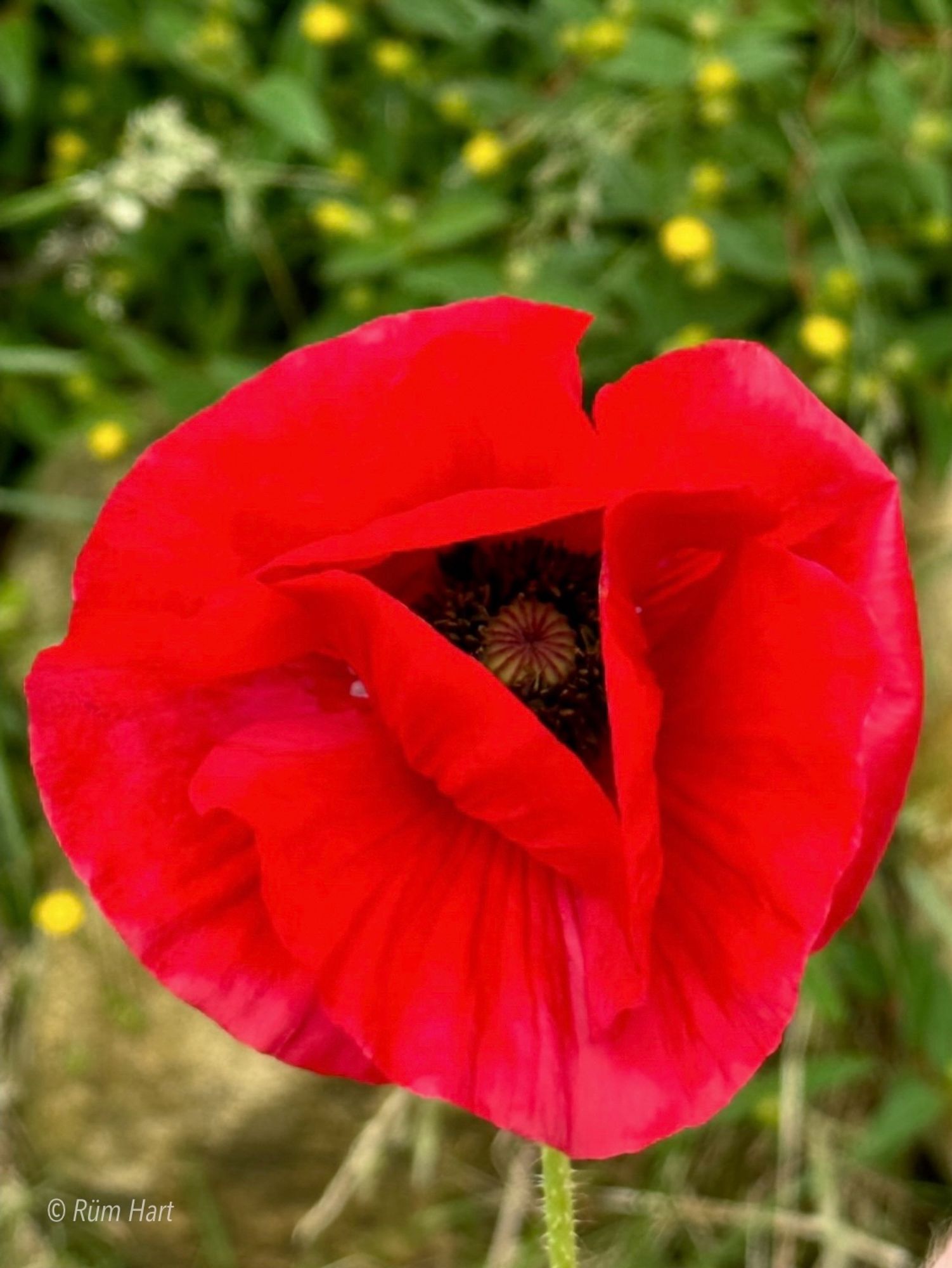 Eine geöffnete Mohnblüte, deren innere Blätter wie ein Dreieck aussehen. Im Hintergrund ist eine unscharfe Wiese.