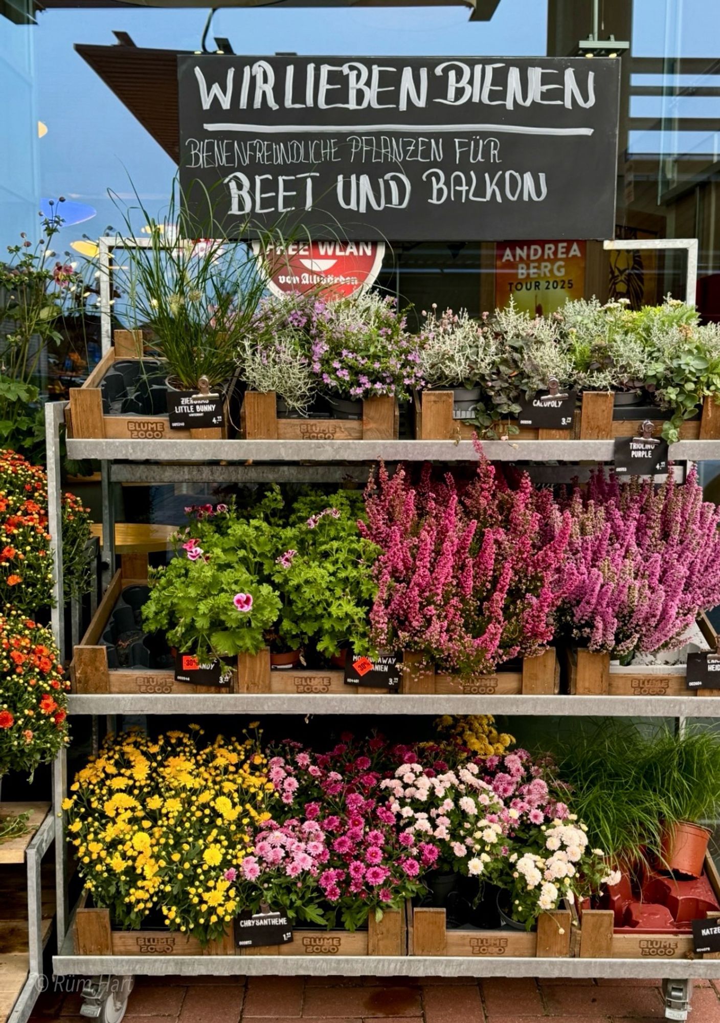 Ein Rollregal aus Metall vor einem Supermarkt. Auf dem Regal stehen Topfpflanzen von Astern über Heide, Gräser usw. Darüber ist ein Schild, auf dem steht: Wir lieben Bienen, bienenfreundliche Pflanzen für Beet und Balkon.