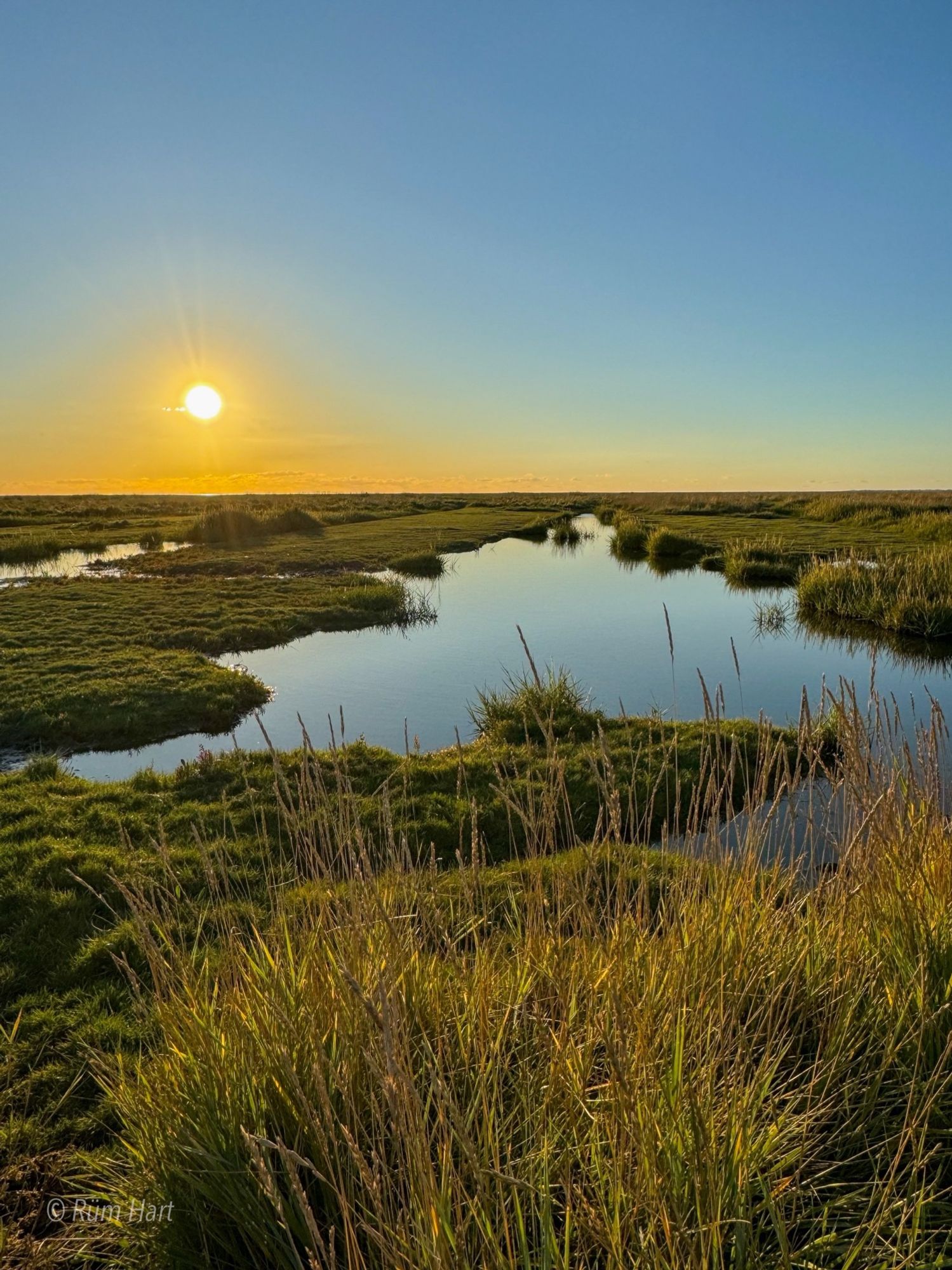 Sicht auf die Salzwiesen, im Vordergrund stehen hohe Gräser. Dahinter ist eine Wasserfläche, die von Gras umgeben ist. Der Himmel ist blau, die Sonne scheint links im Bild.