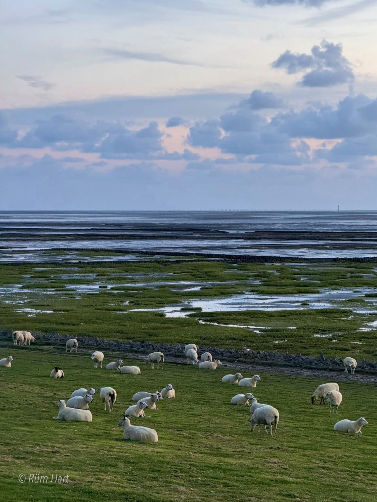 Blick von einem Deich auf die Salzwiesen und das Meer. Auf dem Deich sind viele Schafe, der Himmel ist grau bewölkt und etwas rosa schimmert durch die Wolken.