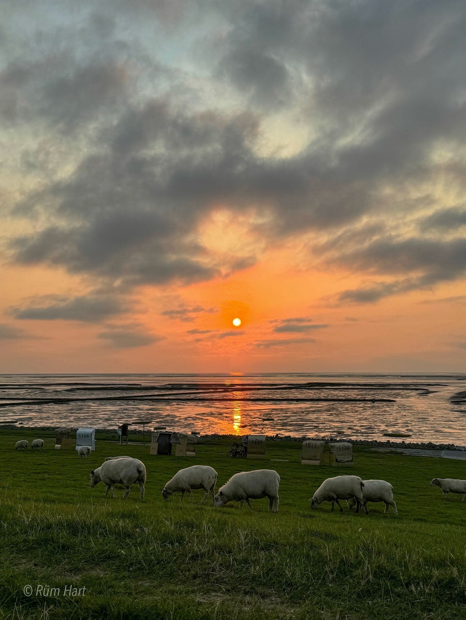 Blick vom Deich aus auf einen orangefarbenen Sonnenuntergang über dem Wattenmeer. Graue Wolken ziehen über den Himmel und der Sonnenuntergang spiegelt sich im Watt. Auf dem Deich grasen Schafe und es stehen Strandkörbe dort.