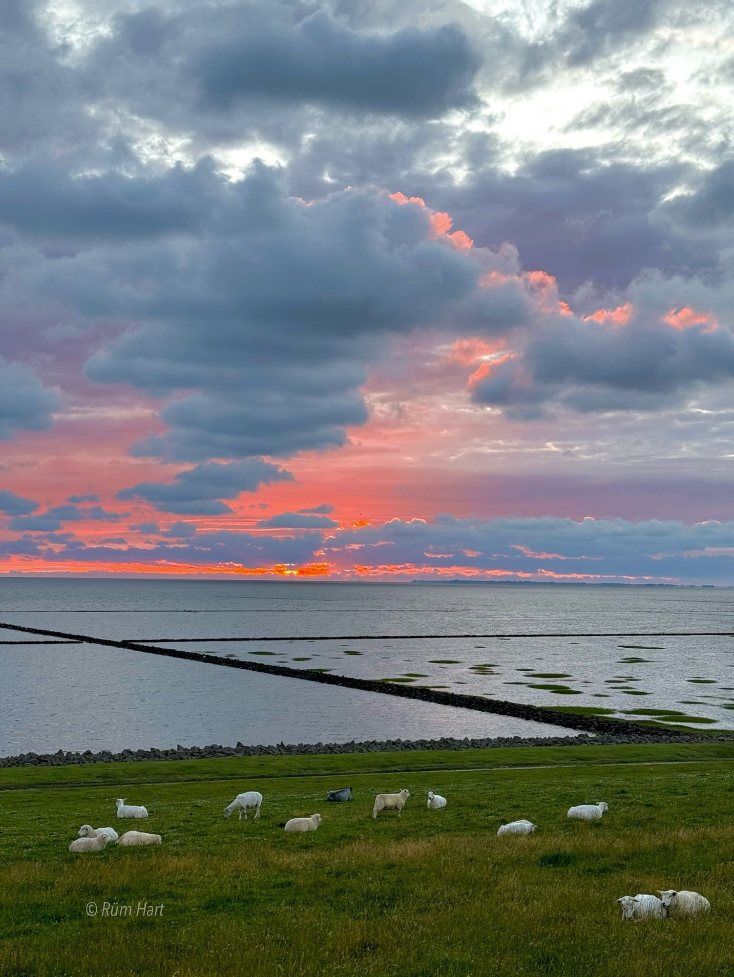 Ein Sonnenuntergang vom Deich aus gesehen, Schafe liegen auf dem Deich. Über dem Meer ist der Himmel grau bewölkt, der Sonnenuntergang scheint durch die Wolken in den Farben Rosa, Rot und Lila.