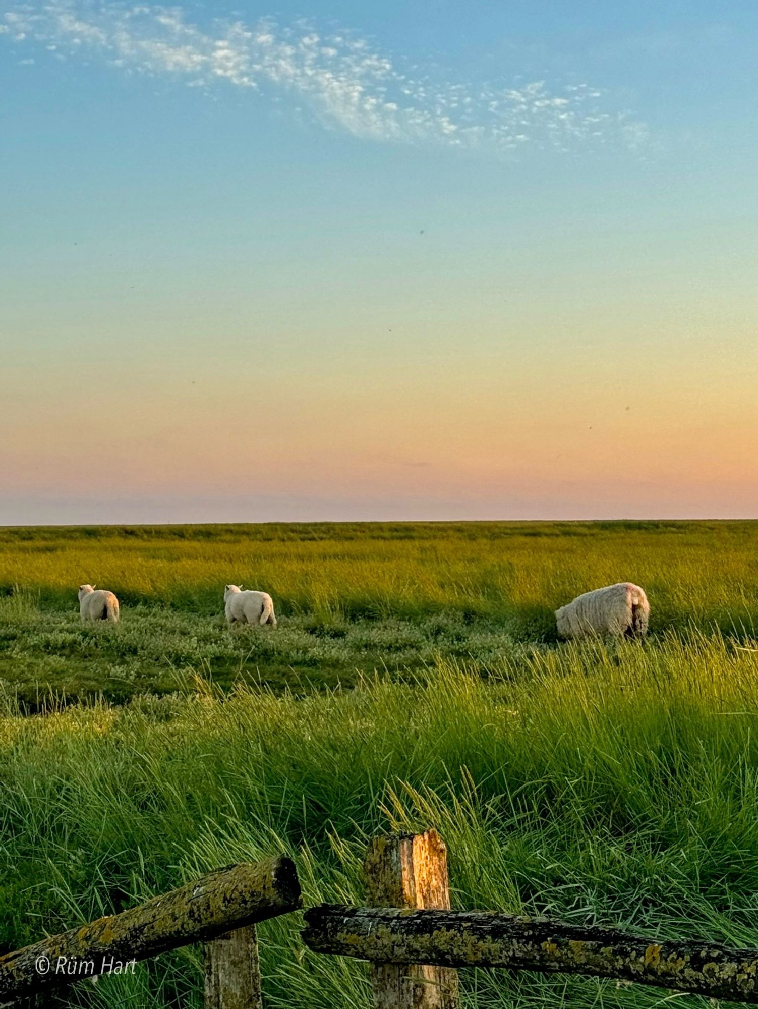 Blick auf die Salzwiesen. Zwei Lämmer und ein Schaf sind von hinten im hohen Gras zu sehen. Im Vordergrund ist ein Teil eines Holzzaunes. Der Himmel ist am Horizont leicht rosa und orangefarben, darüber liegt blau mit einer schmalen Wolke.