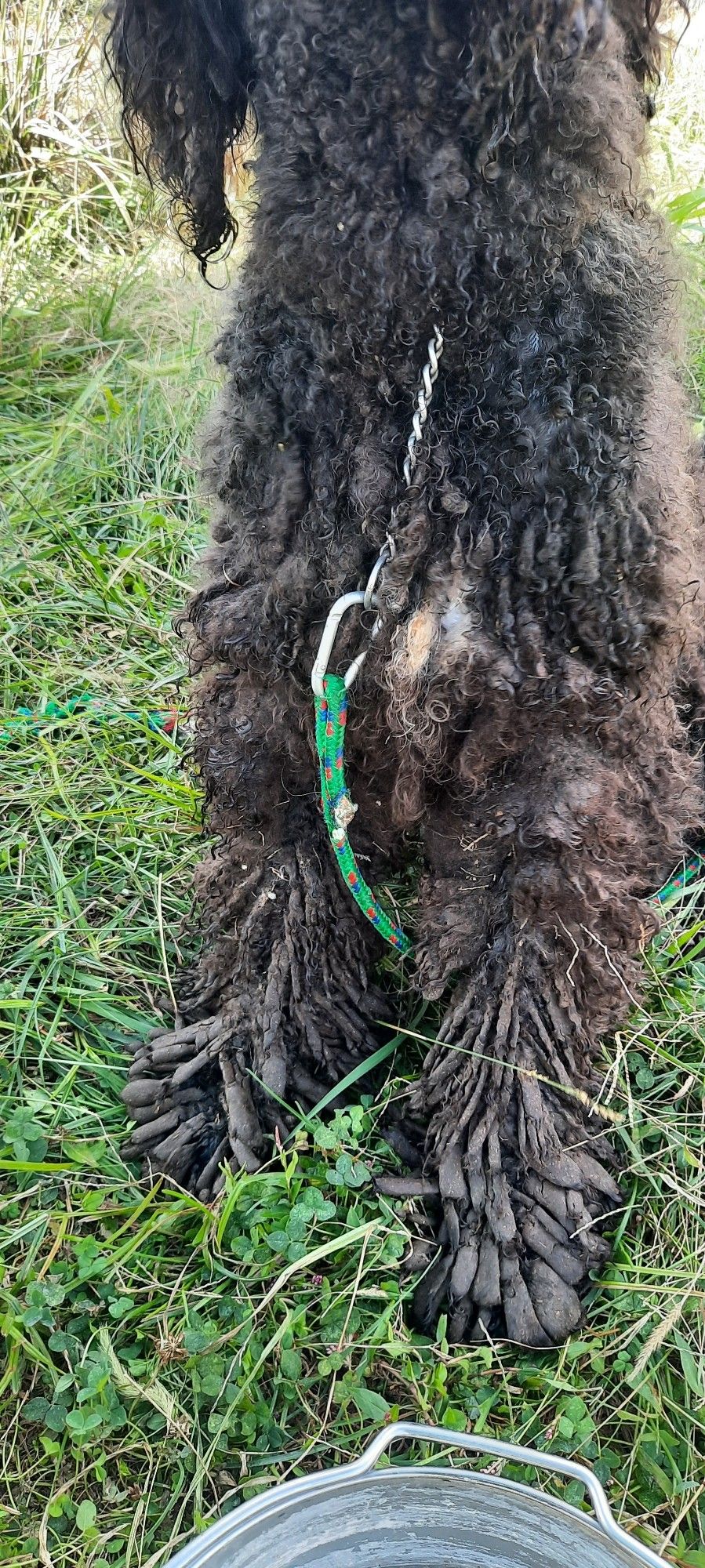 The mats went from head to toe. Decayed bedding was woven throughout.  She was so good and patient. It had to hurt. The inside of her ears were even matted.