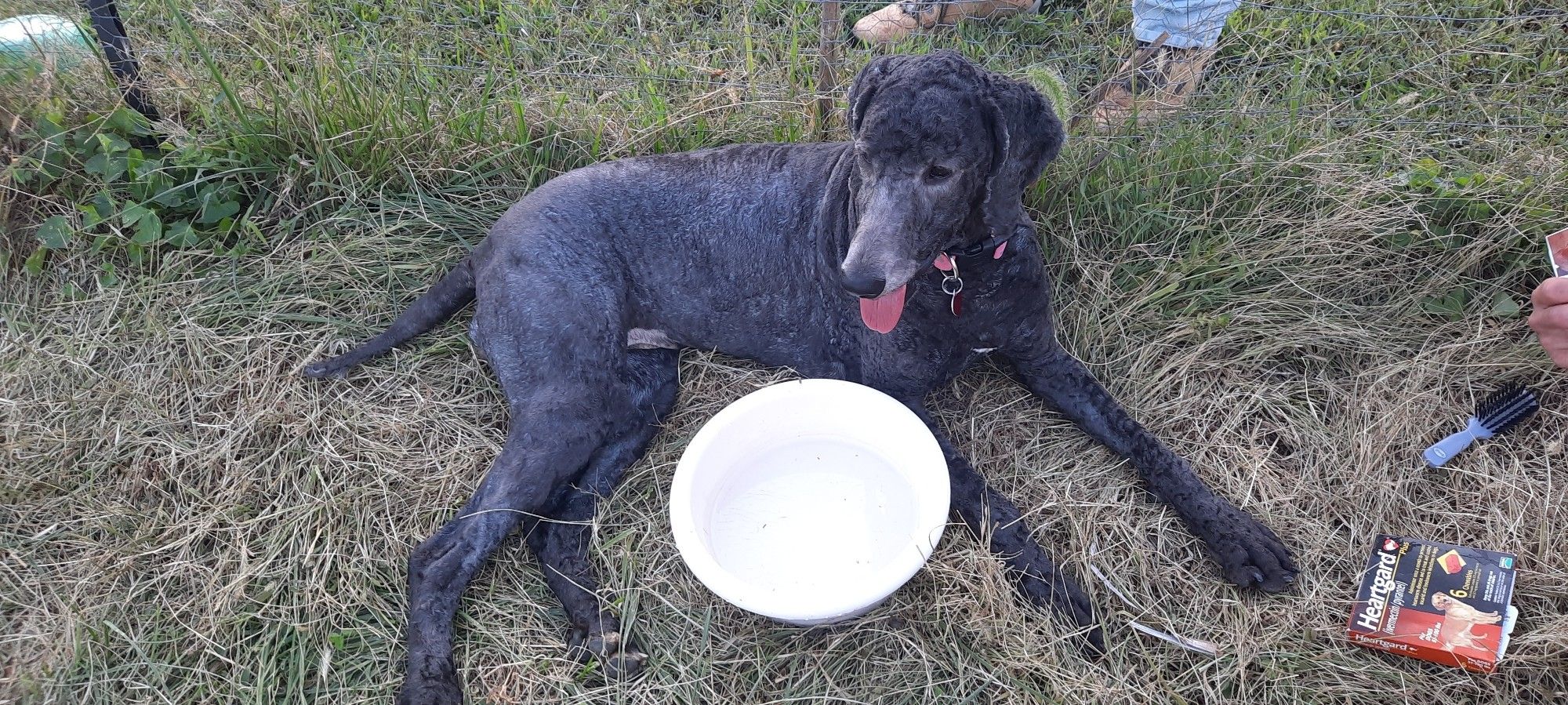 Newly shaved standard black poodle lying next to her water bowl