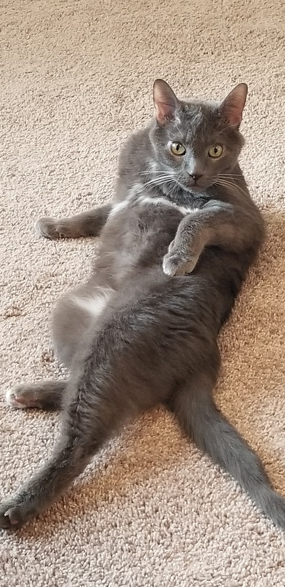 Gray cat addresses camera with a challenging stare