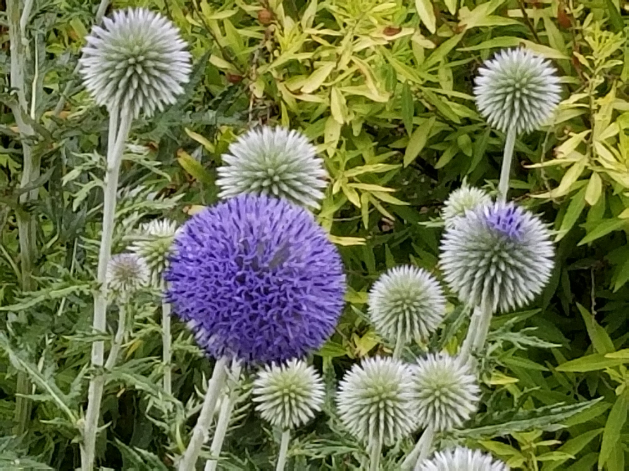 Purple Globe Thistles, one in bloom. The others still green.