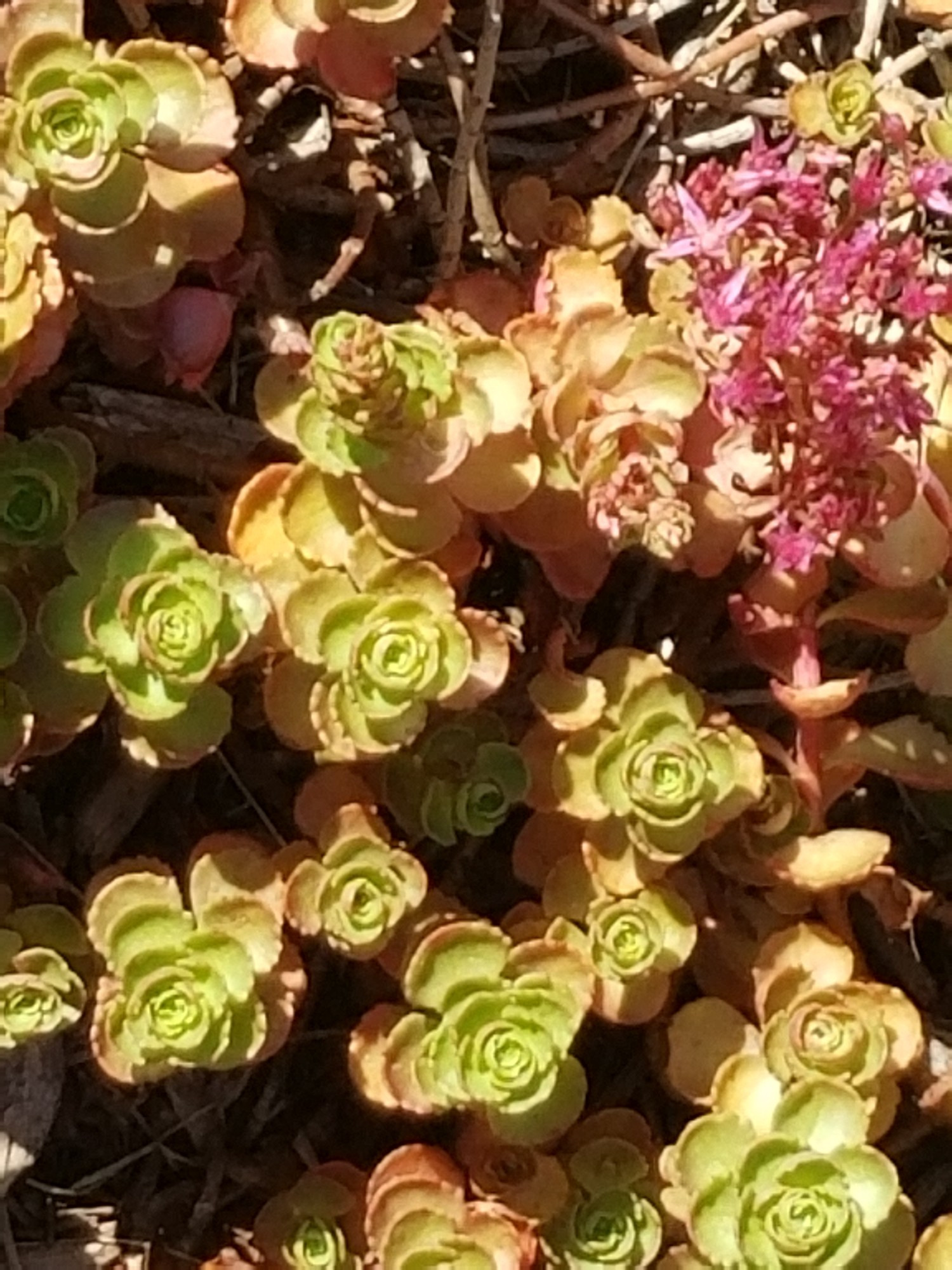 Low ground cover (sedum) in strong sunlight