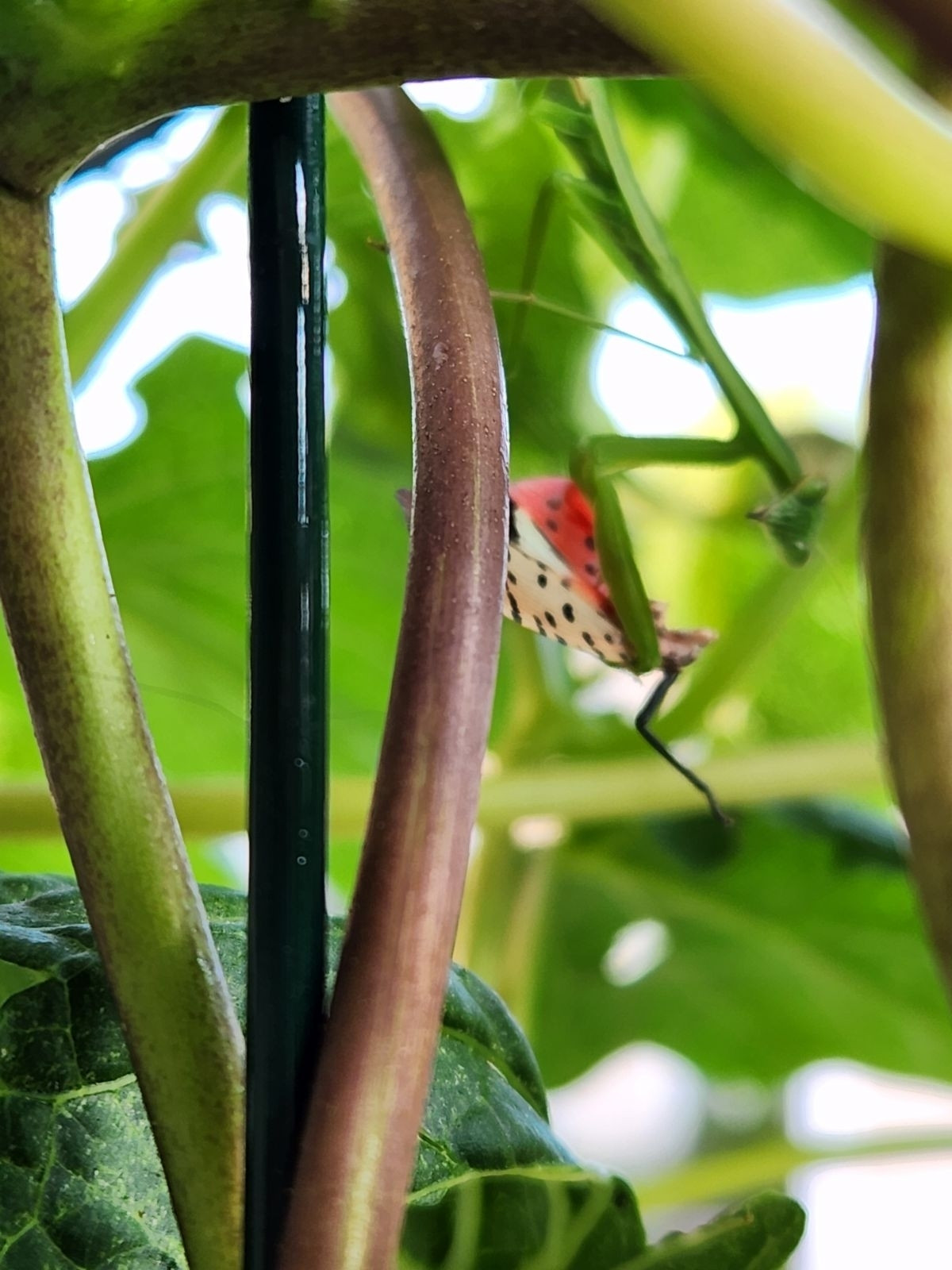 A praying mantis is eating a spotted lanternfly, looking straight into the camera.