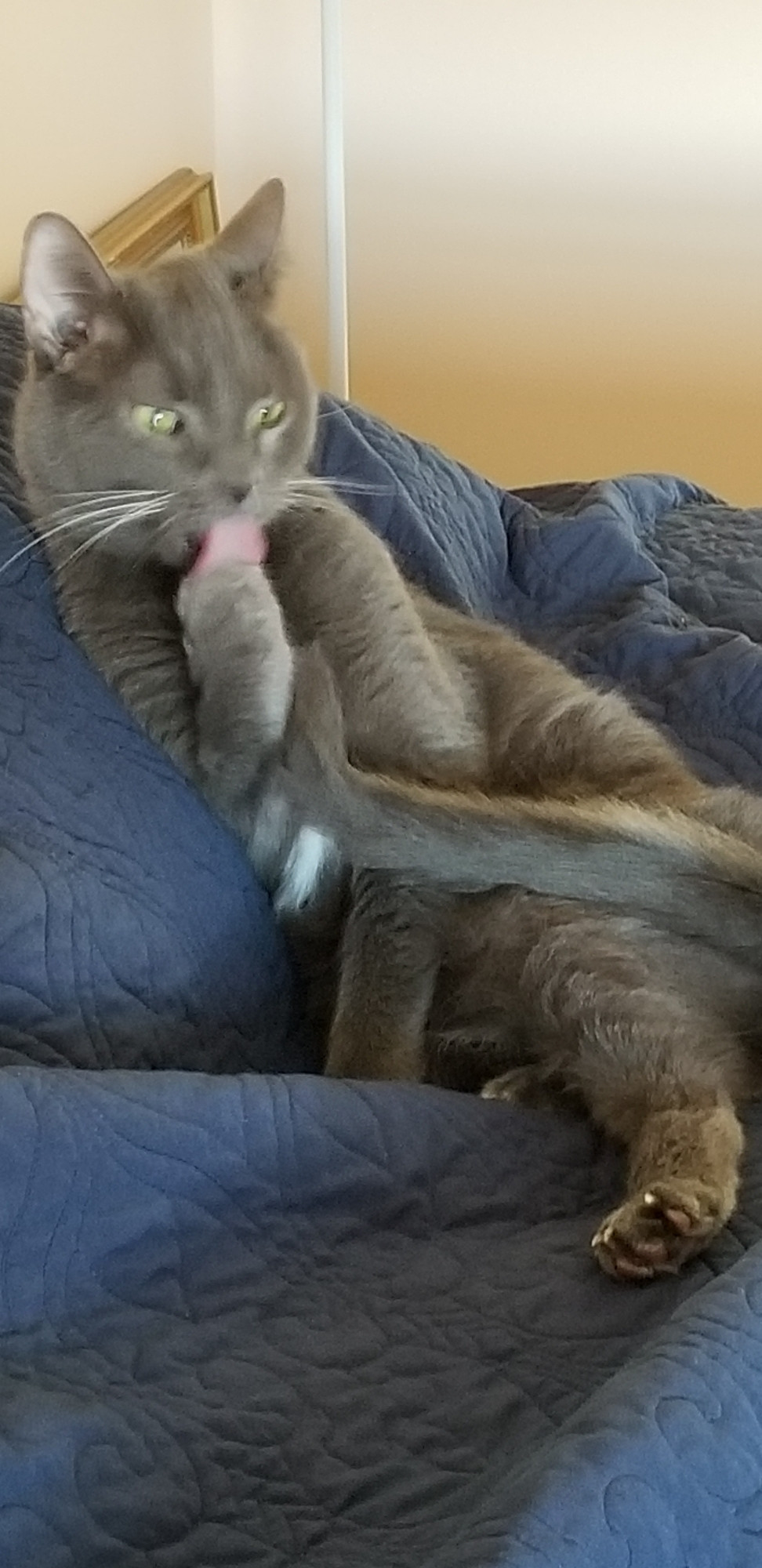 Gray cat contorted and licking a paw with half-lidded eyes