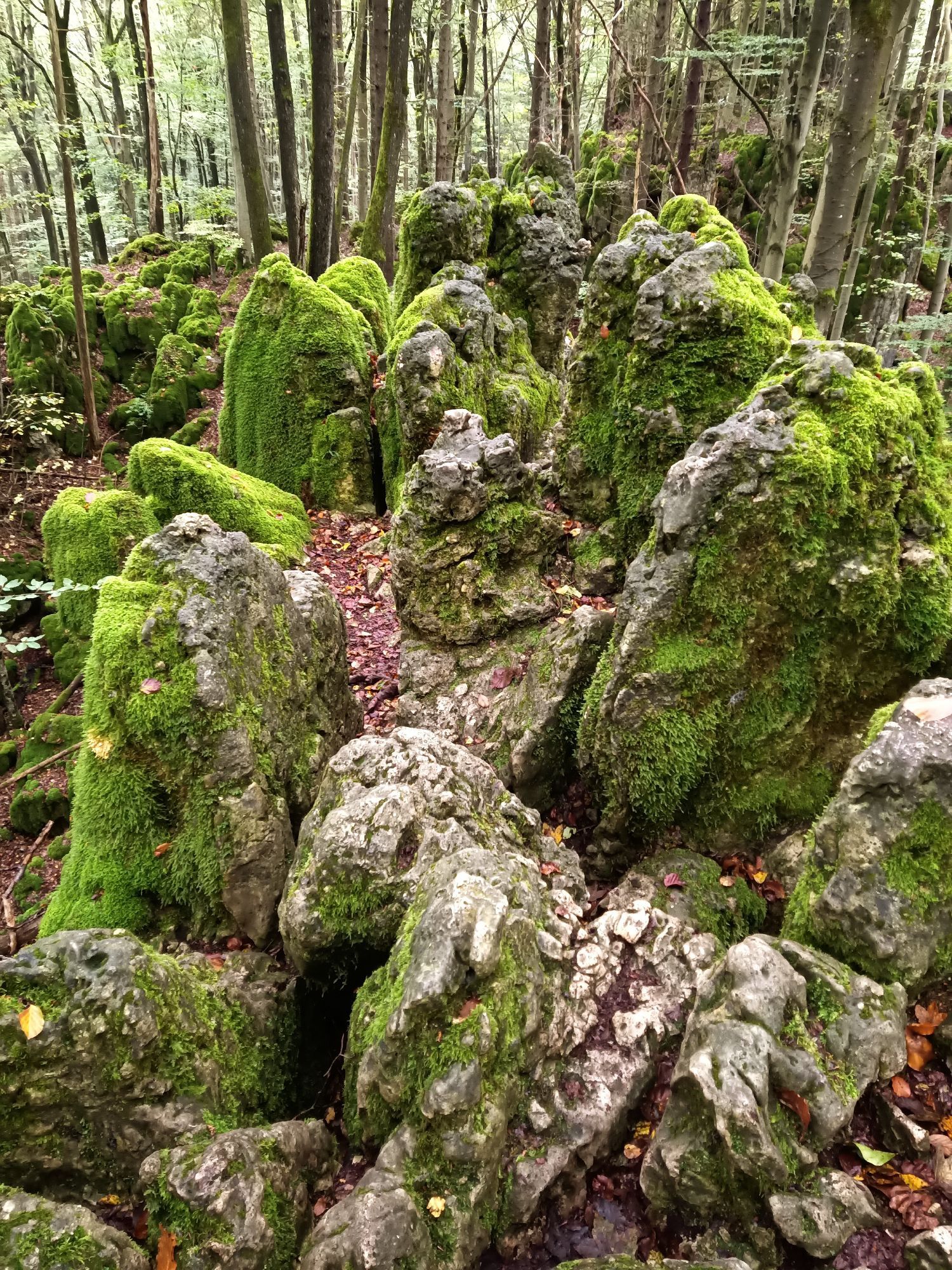 Wanderweg von oben.Viele moosbewachsene Felsen. Dazwischen Bäume