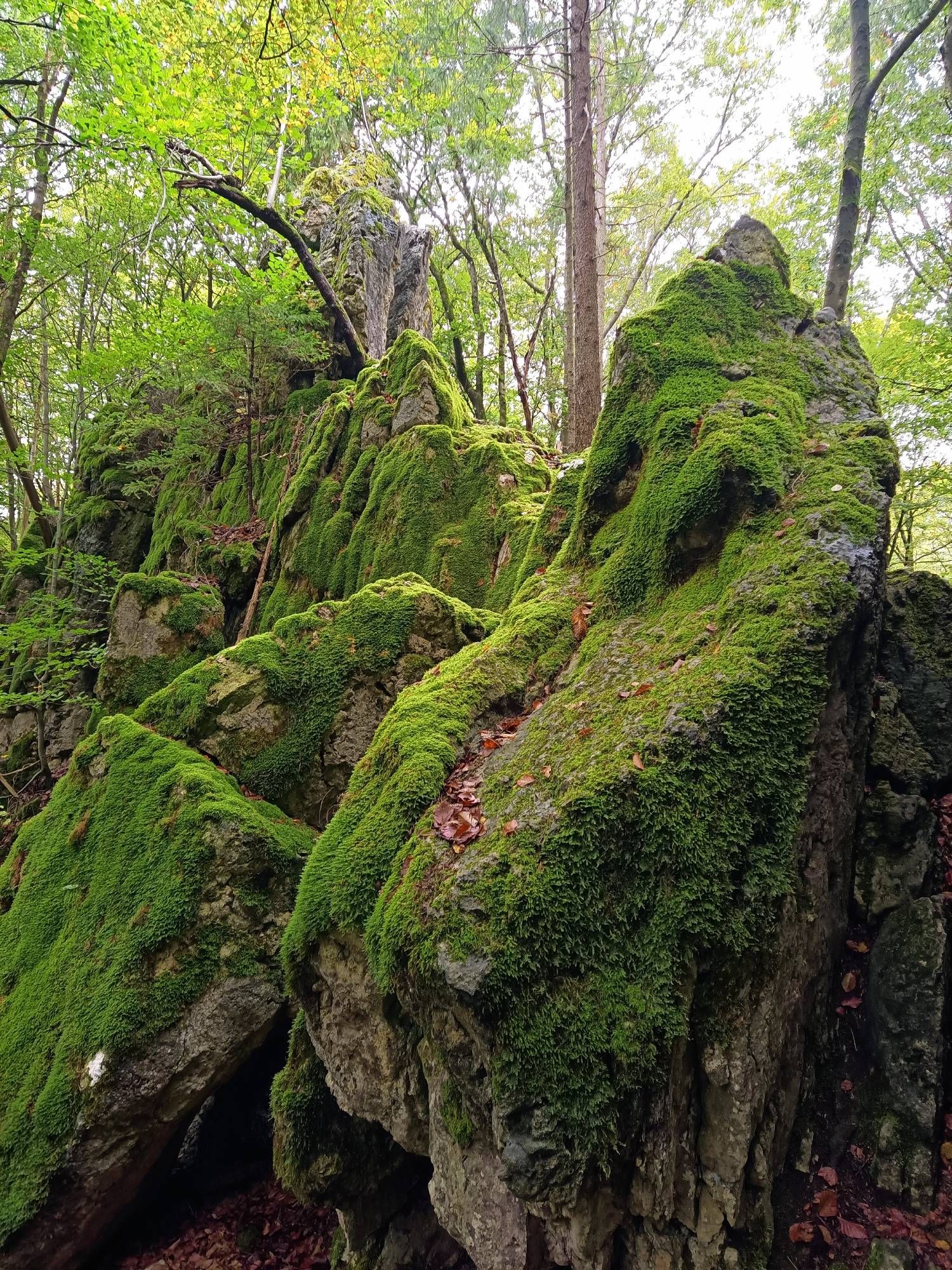 Große,spitze,moosbewachsene Felsen im Wald