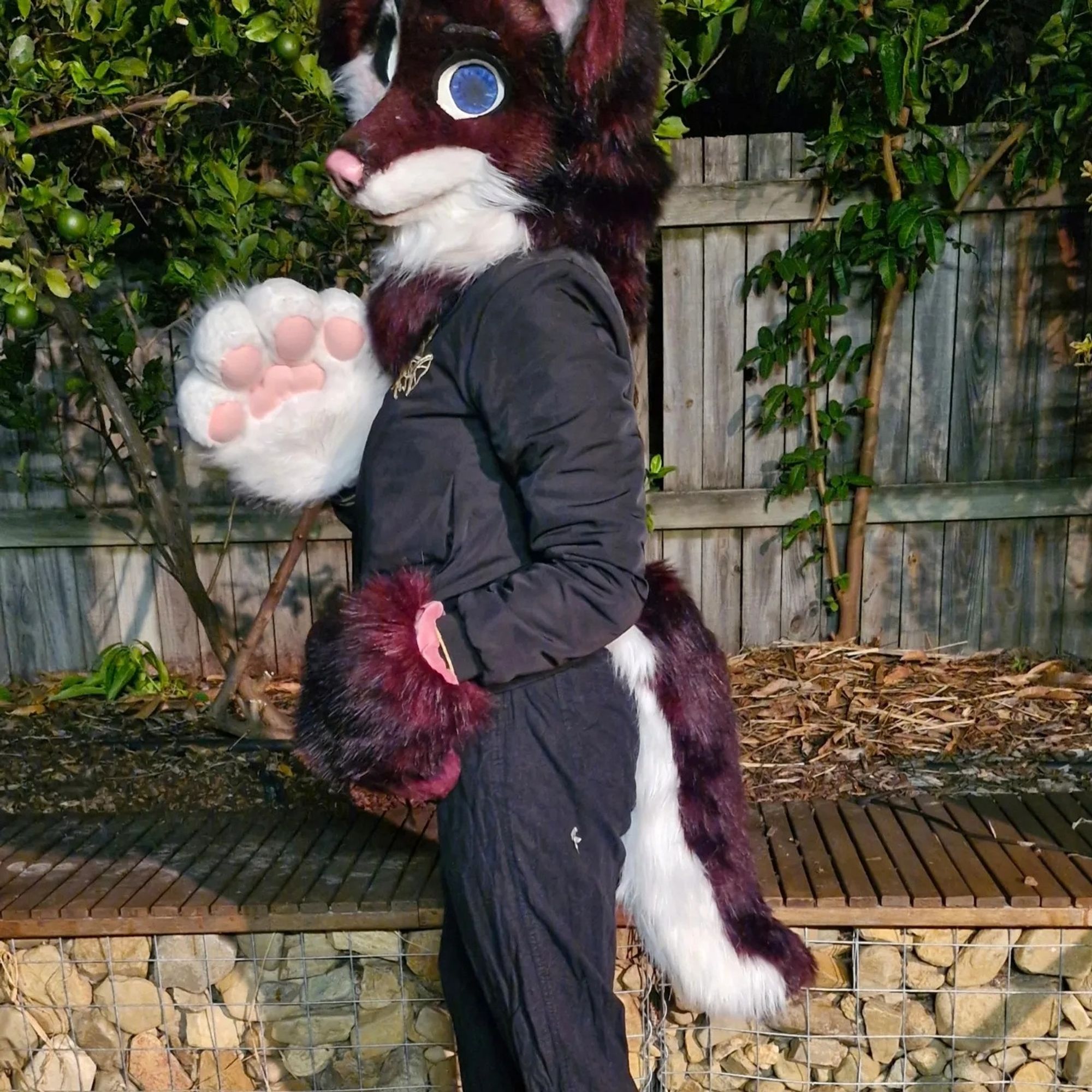 Fullbody shot, head paws and tail