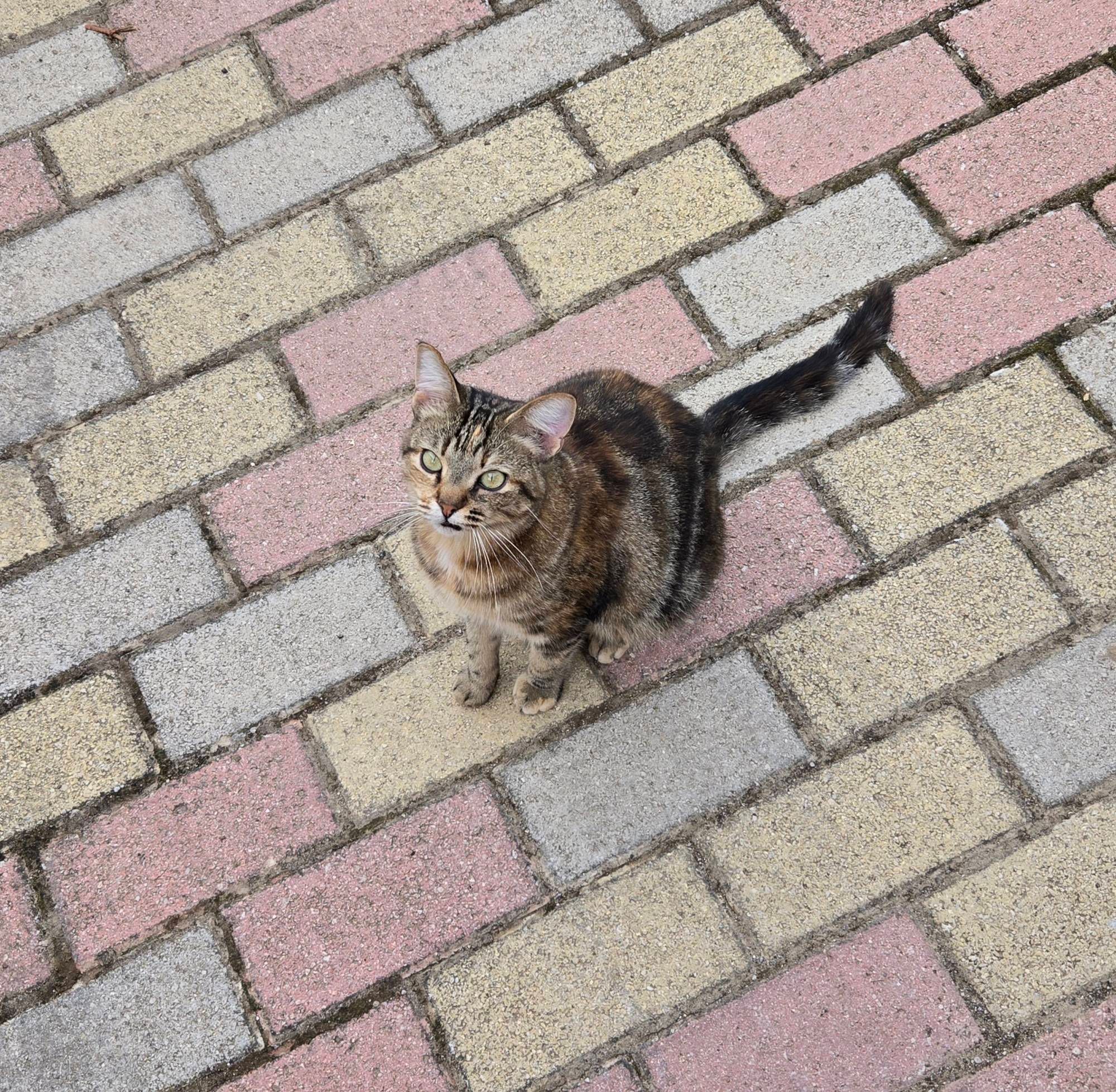 Kleine getigerte Katze sitzt und guckt.