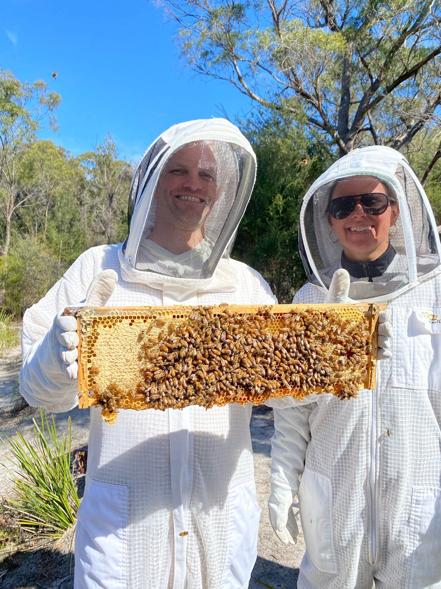 Two people dressed in white beekeeper suits holding a honeycomb from a beehive covered in bees.