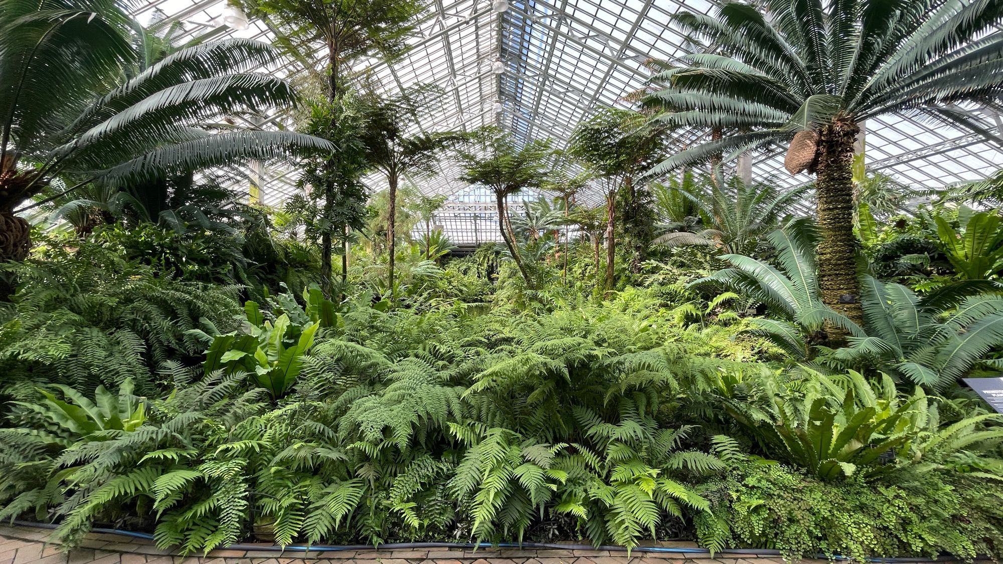 Fern room at the Garfield Conservatory in Chicago that houses many different species of ferns from different places in the world.