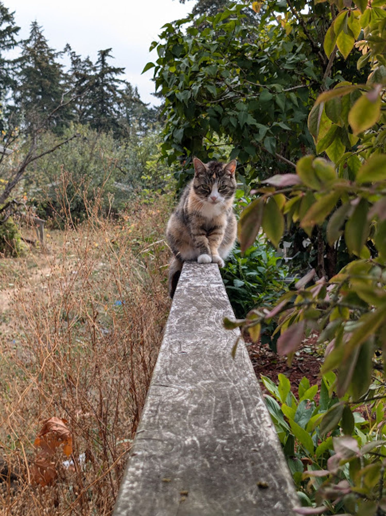 a dilute calico kitty sitting on a fence. on the left is dead overgrown yard, on the right is green leaves