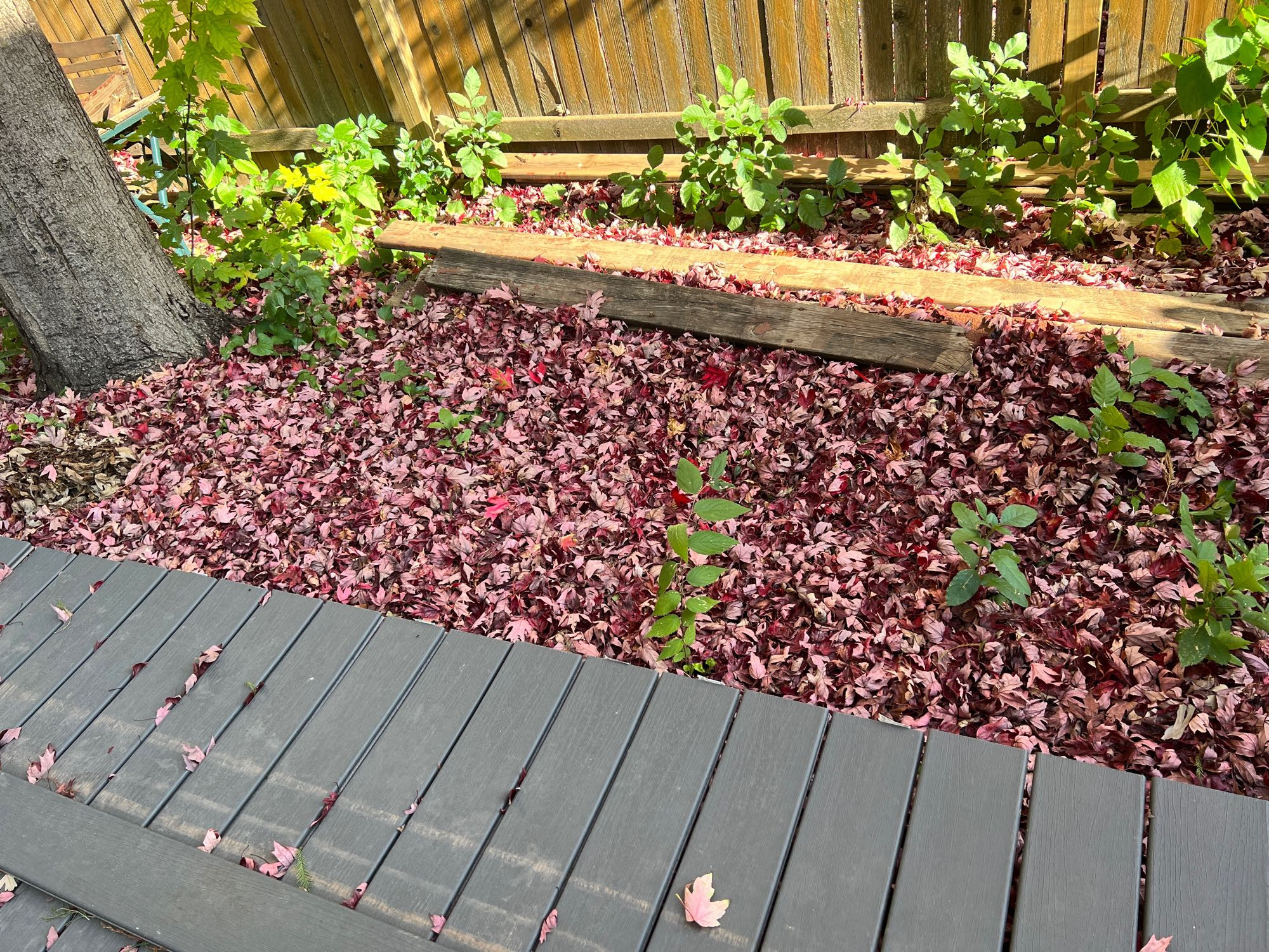 Past the edge of a gray deck is a pile of red and pink leaves so thick, only a few bits of very tall, green weeds can be seen.