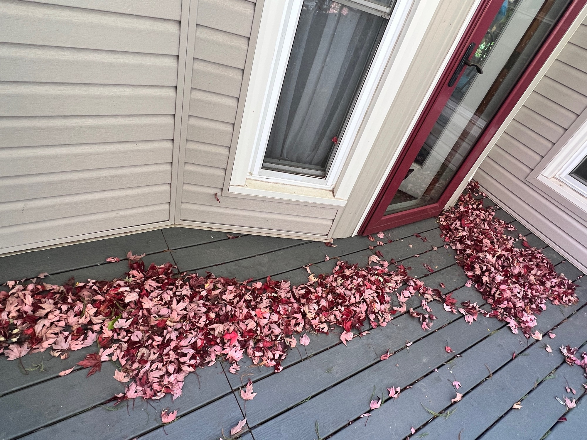 Image shows a large pile of red and pink leaves on a gray deck near a cream colored house. There is a white framed window and a red framed doorway on the house. The pile of leaves is thick and looks to be blown toward the house.