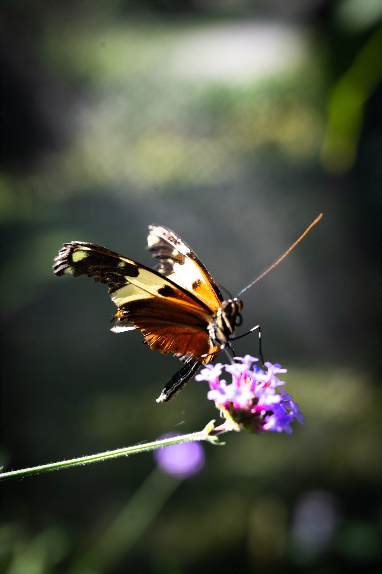 photograph of an orange butterfly with black wing tips sitting on a small purple flower. taken at the chicago botanic garden's butterfly exhibit. tons of them flying inside a large net tent. so little, and so quick.