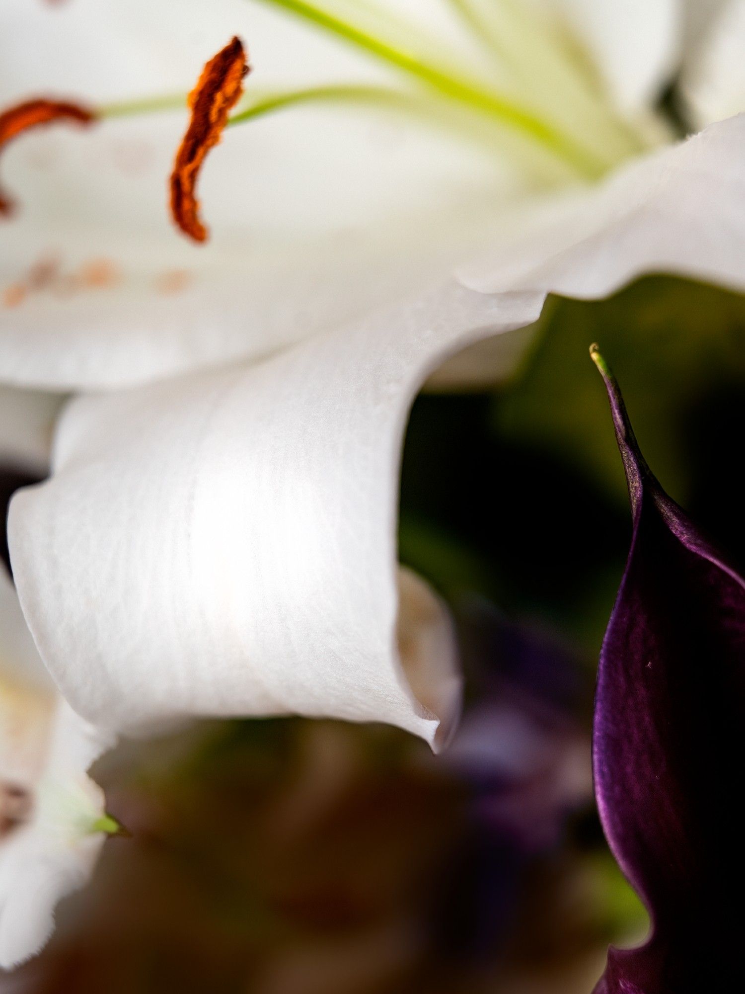 extreme closeup photograph of a white alstromeria and deep purple calla lily. at this scale, it's really an abstract collection of shapes.