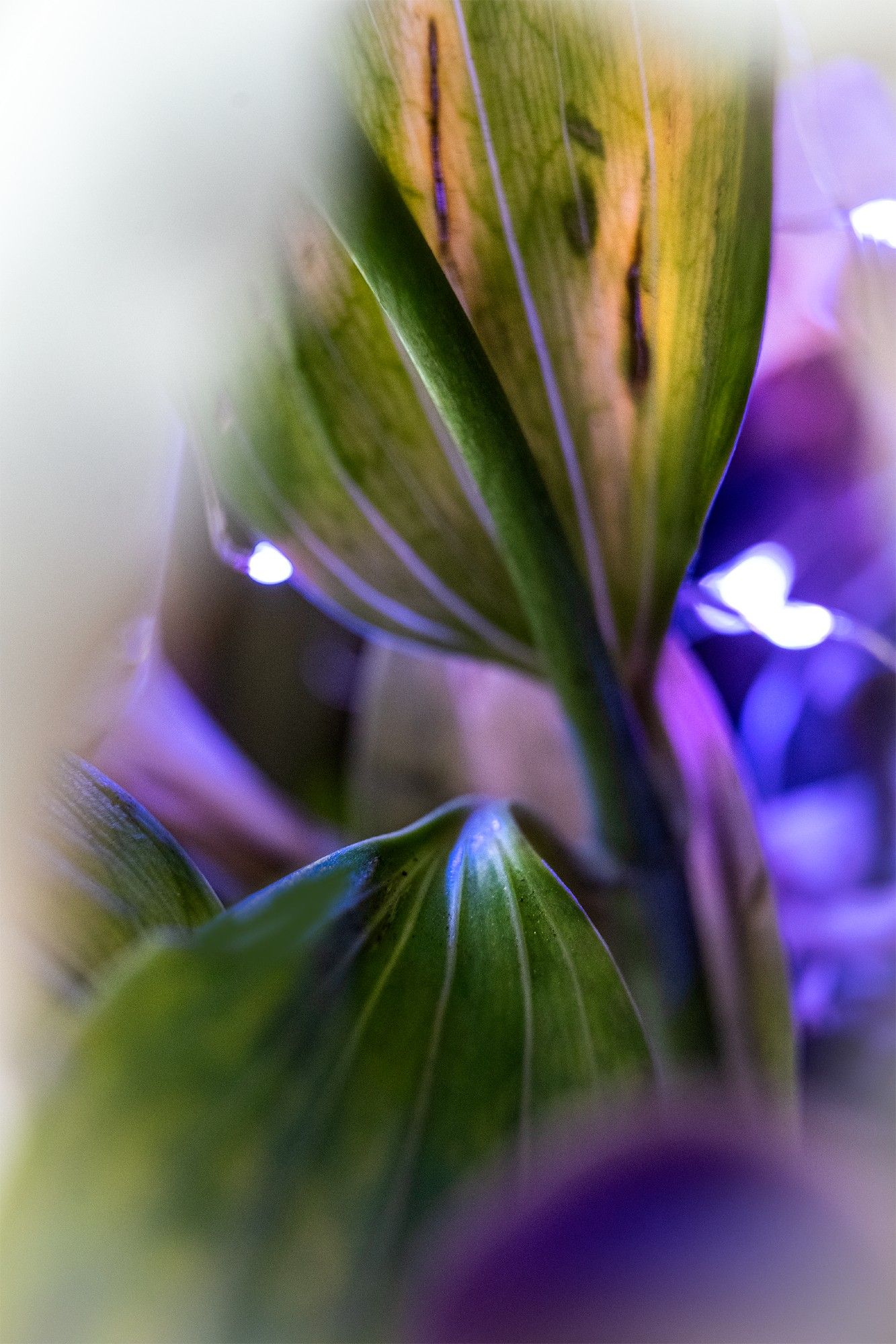 photograph of leaves with additional lighting: flashlight for backlighting and tiny purple lights woven in.