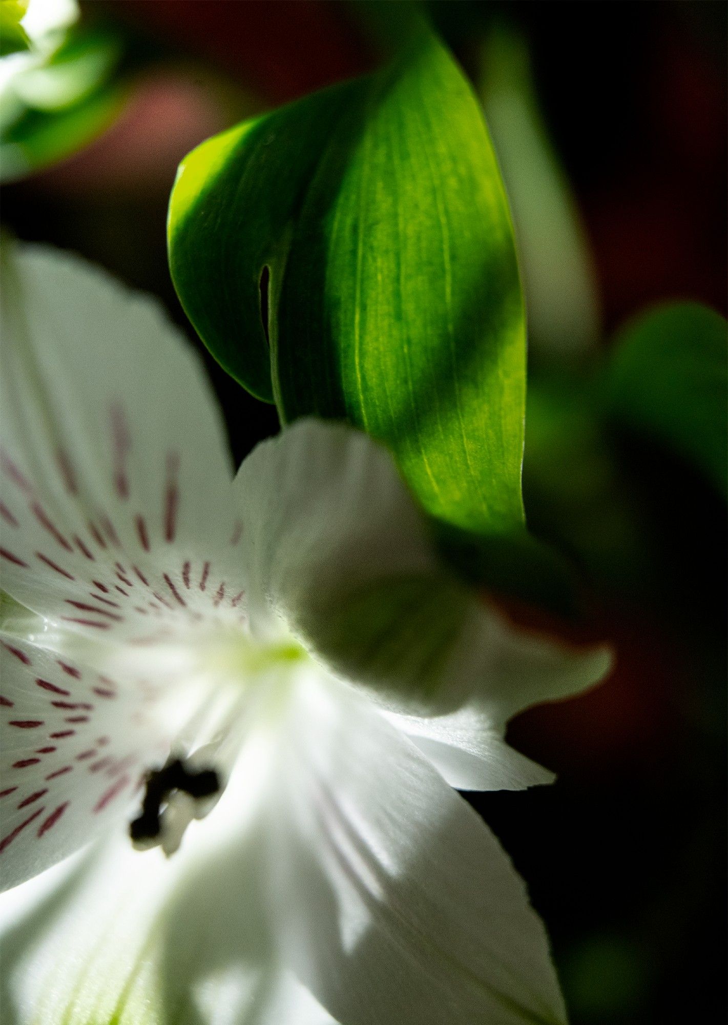 photograph of a white alstromeria flower. i used a flashlight to create effects.