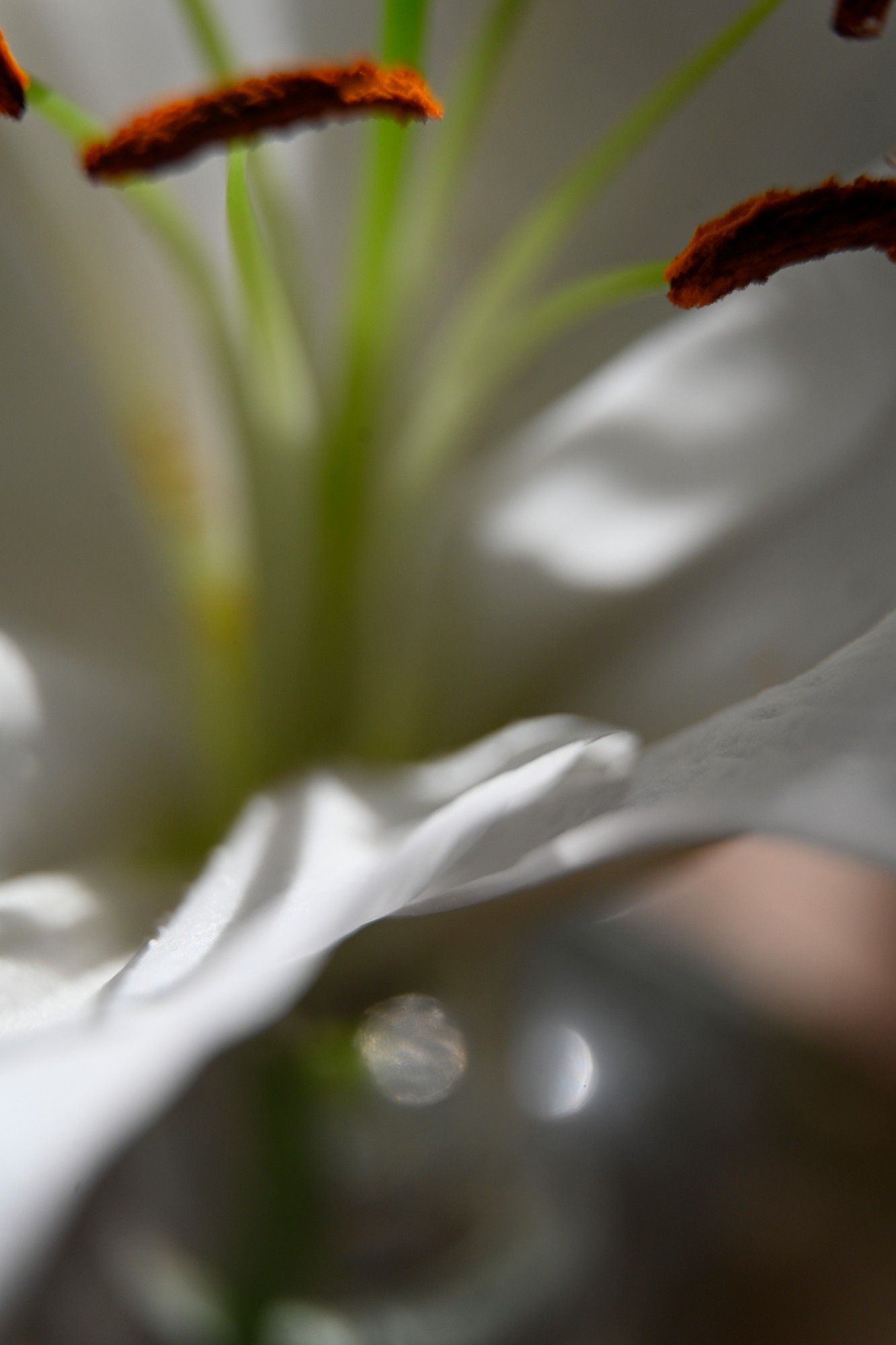 extreme closeup photo of a white flower. eye level with the edge of the petal.