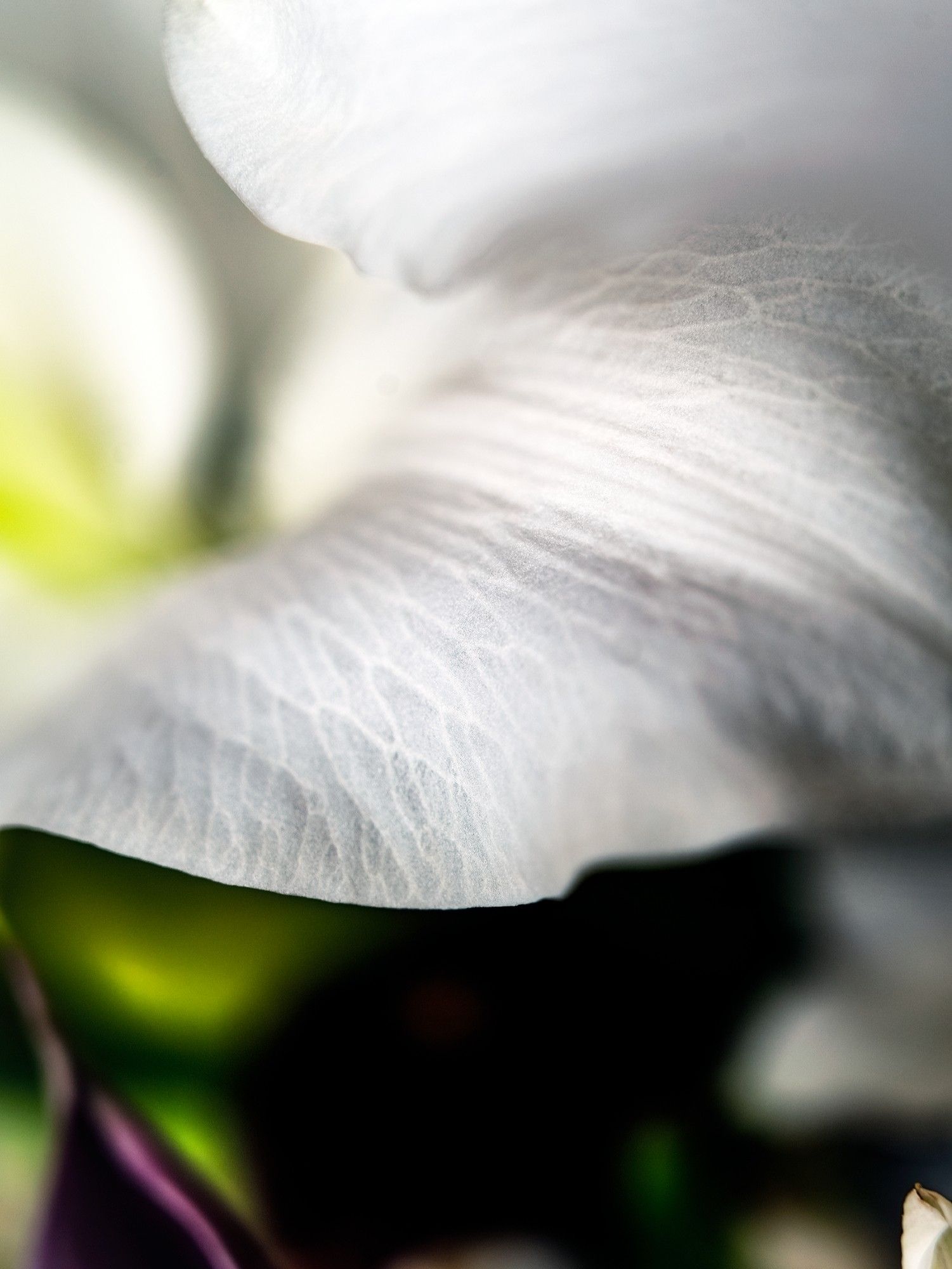 extreme closeup photograph of a white flower petal. leaves are visible underneath the flower. the yellow-green color at the base of an adjoining petal is also visible.