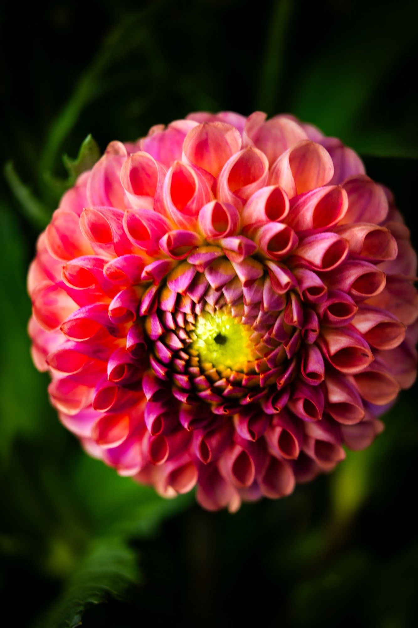 photograph of a deep pink dahlia, nearly fully open. taken at the chicago botanic garden. the perfect symmetry you see in dahlias always gets to me. When in art school, i read the book 'The Power of Limits: Proportional Harmonies in Nature, Art, and Architecture.' Highly recommend it to anyone/everyone. Especially good if you are feeling disconnected from the world. Nature particularly. A reminder, proof really, that there is an overriding intelligence to it all.