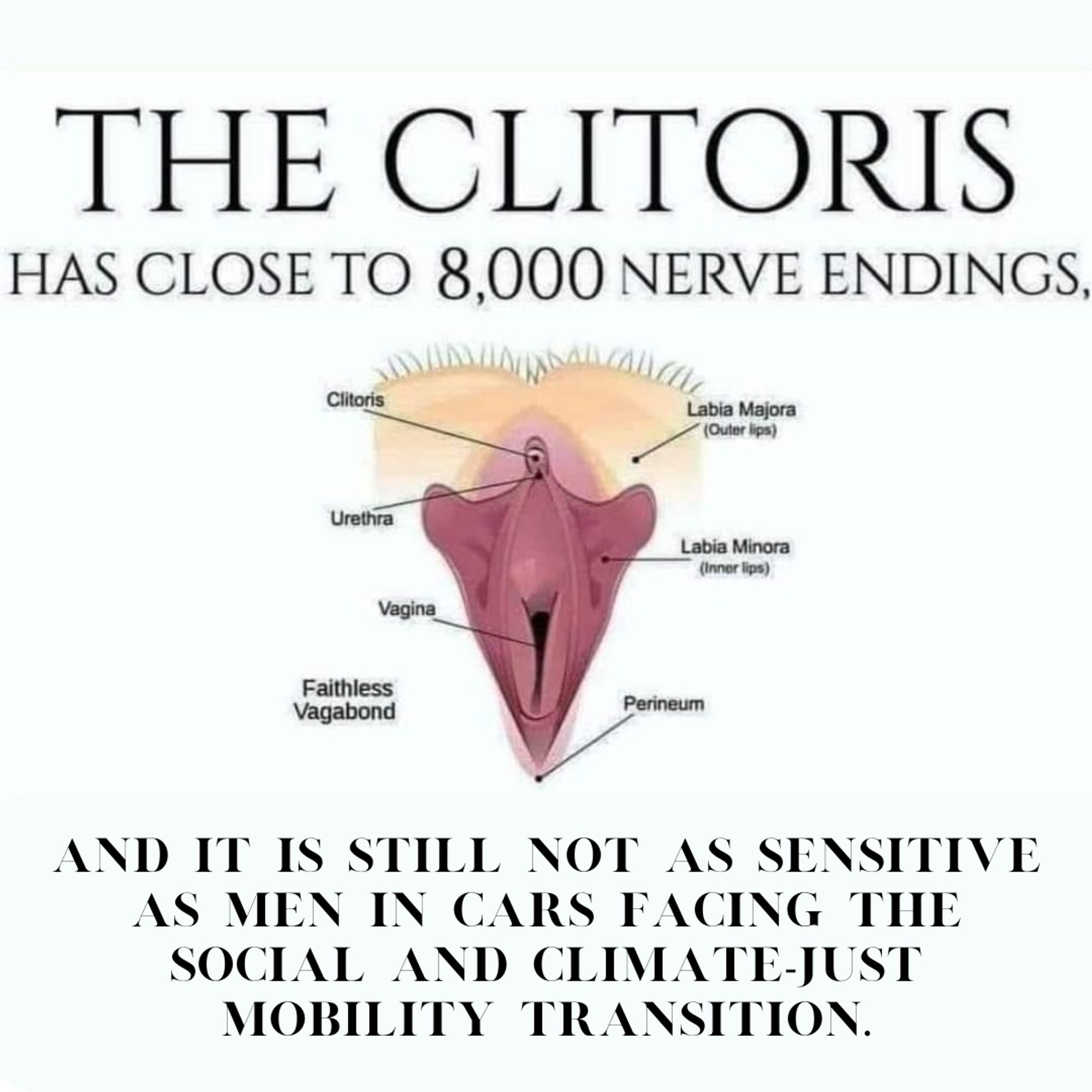 picture showing a clitoris. Text: The clitoris has close to 8,000 nerve endings. And it is still not as sensitive as men in cars facing a the social and climate-just mobility transition.