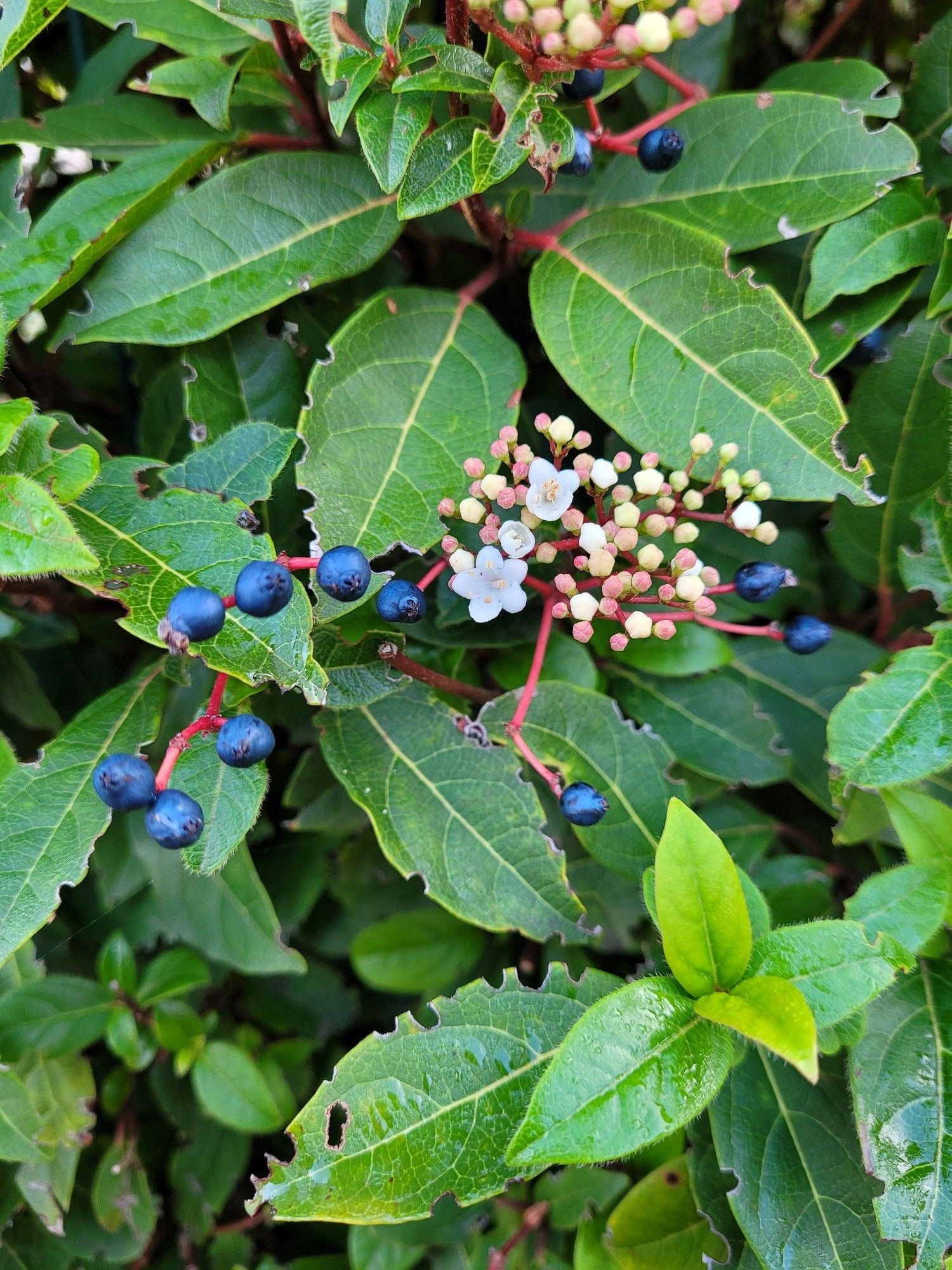 Petites fleurs blanches et baies bleues avec un feuillage vert