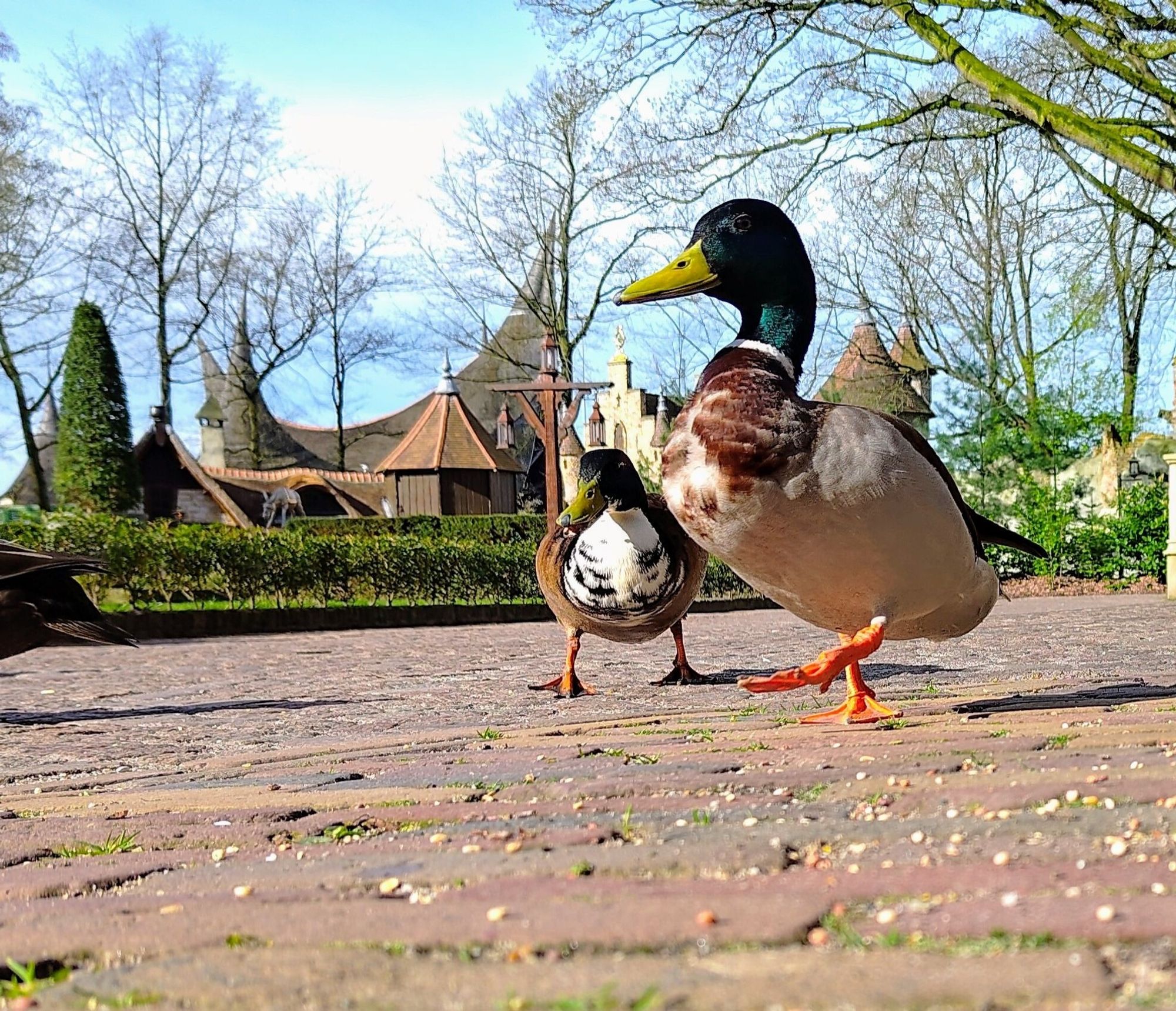 Twee eenden met op de achtergrond gebouwen uit het Sprookjesbos en in de verte ook het huis van de vijf zintuigen.