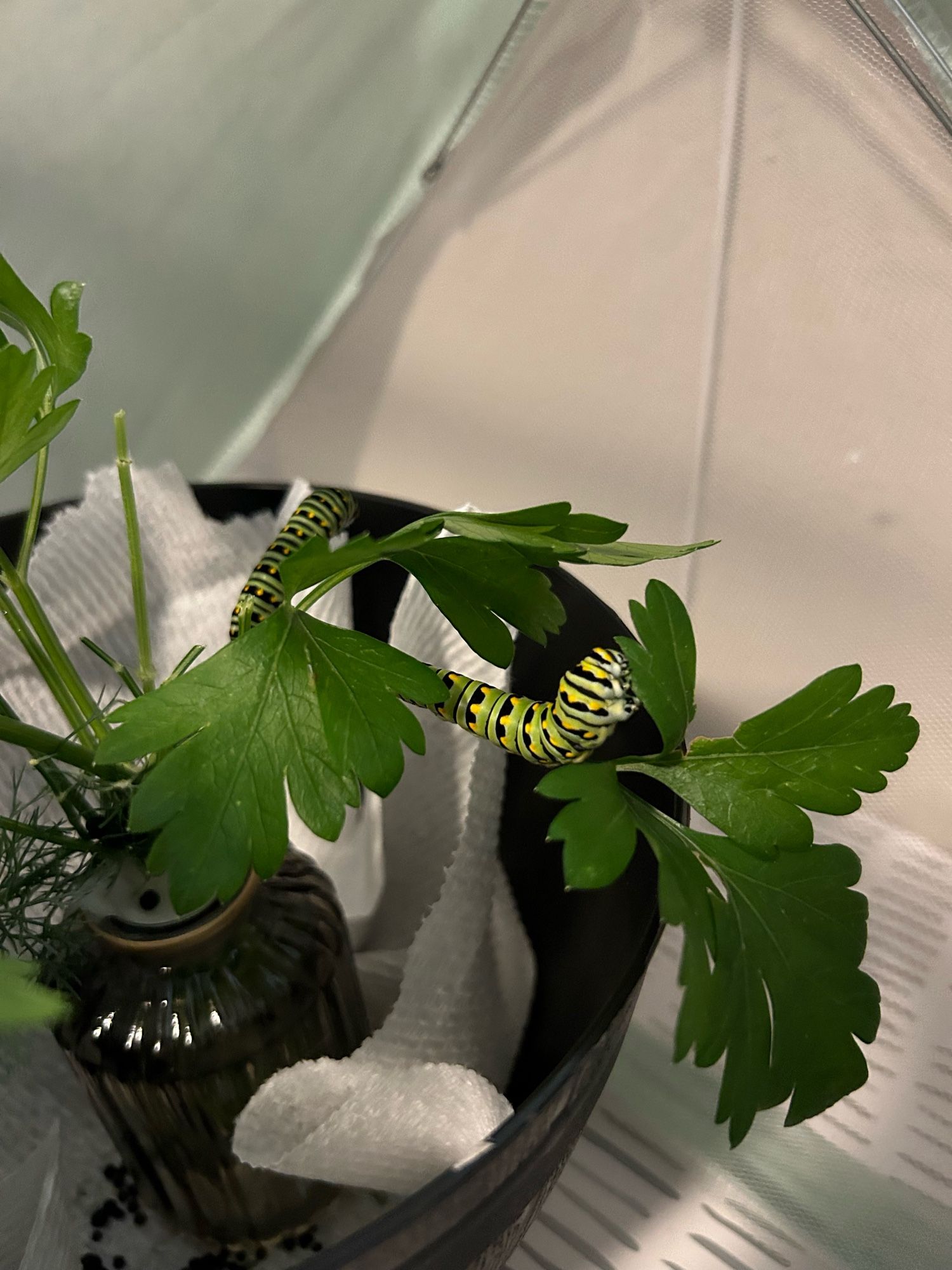 Two fat black swallowtail caterpillars on some parsley