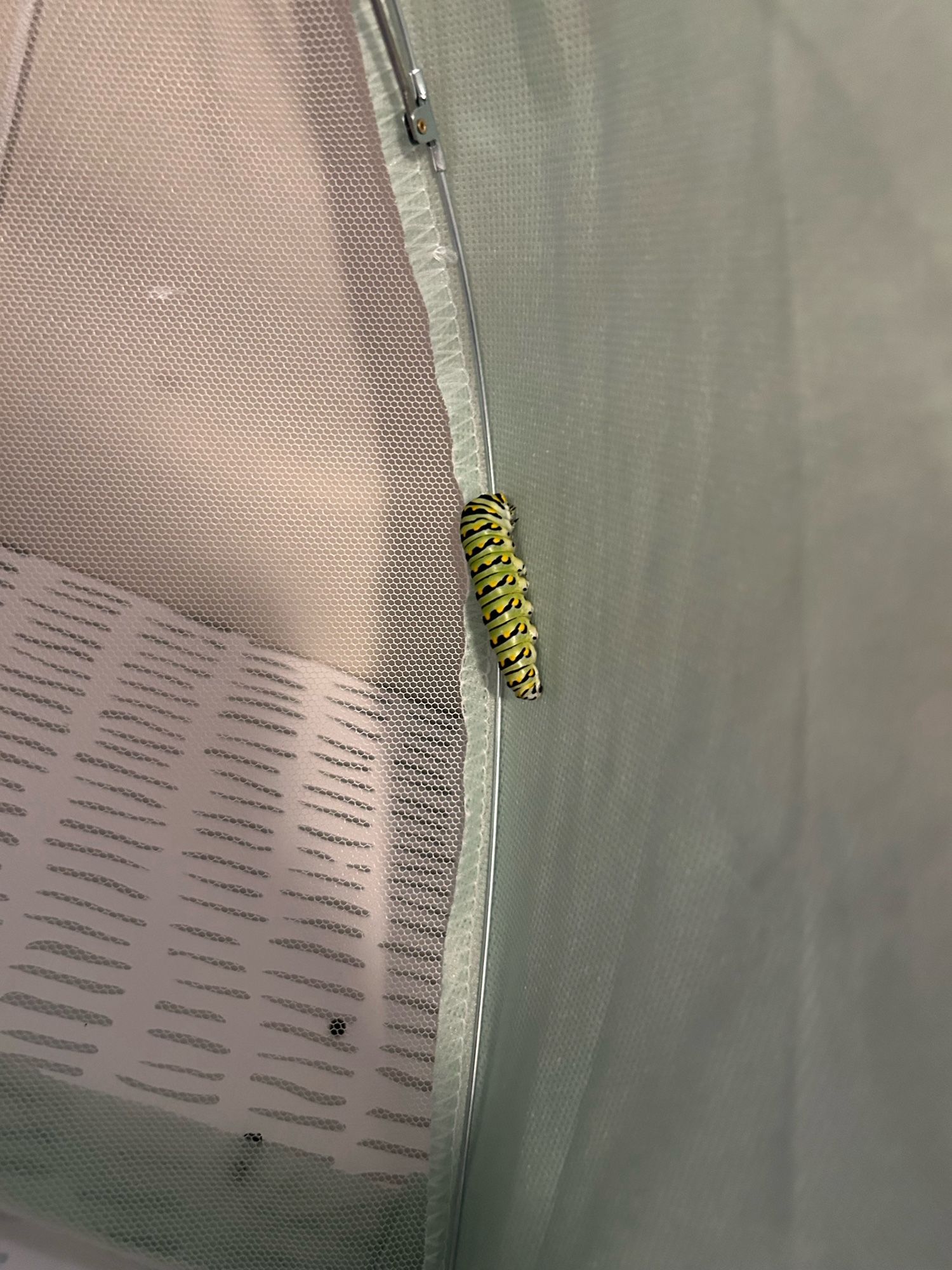 Chubby black swallowtail caterpillar clinging to the mesh interior of the protective tent it’s been under. Gettin’ ready for a changing!