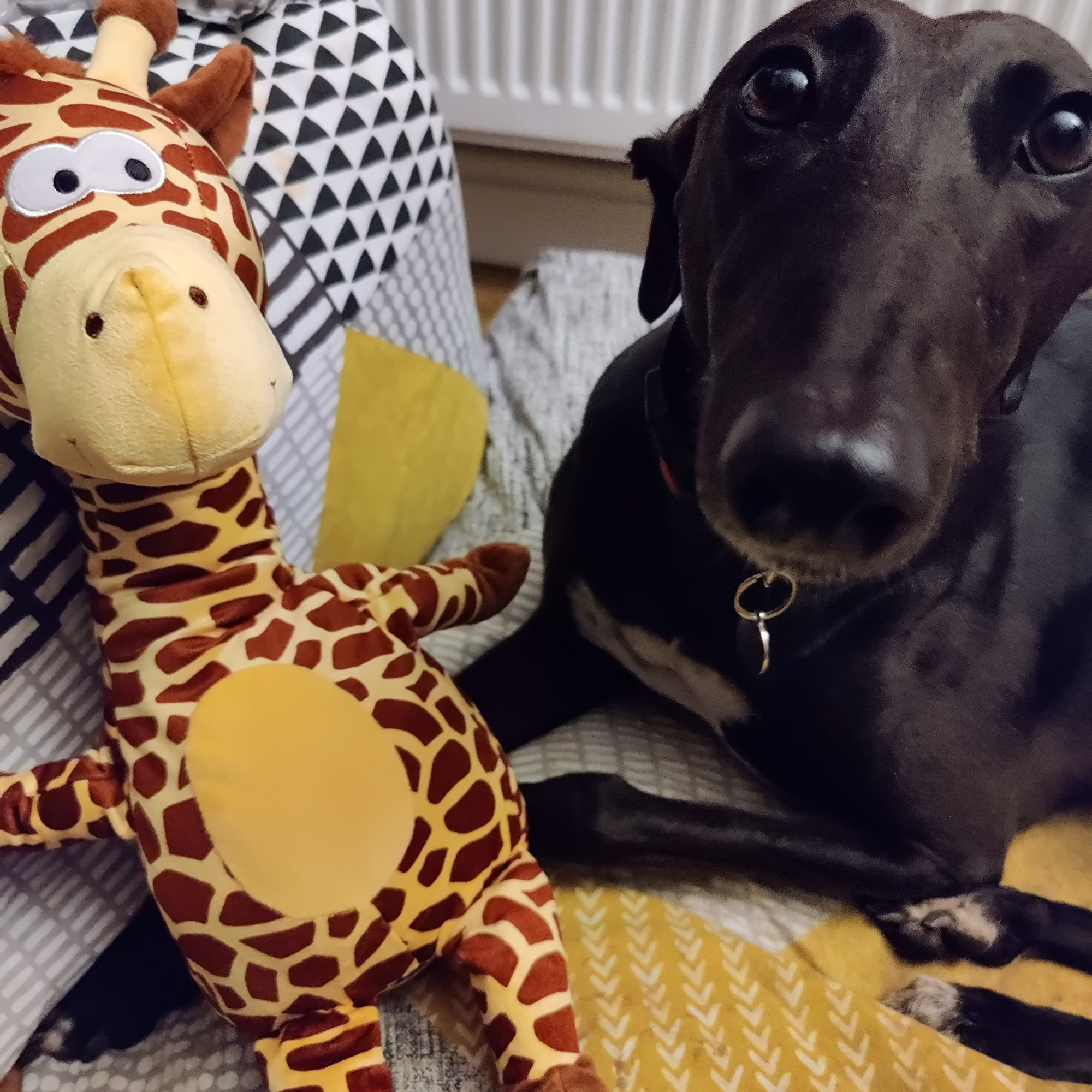 Molly sitting, nose nosily pointing at me taking the photo, with her new giraffe pal