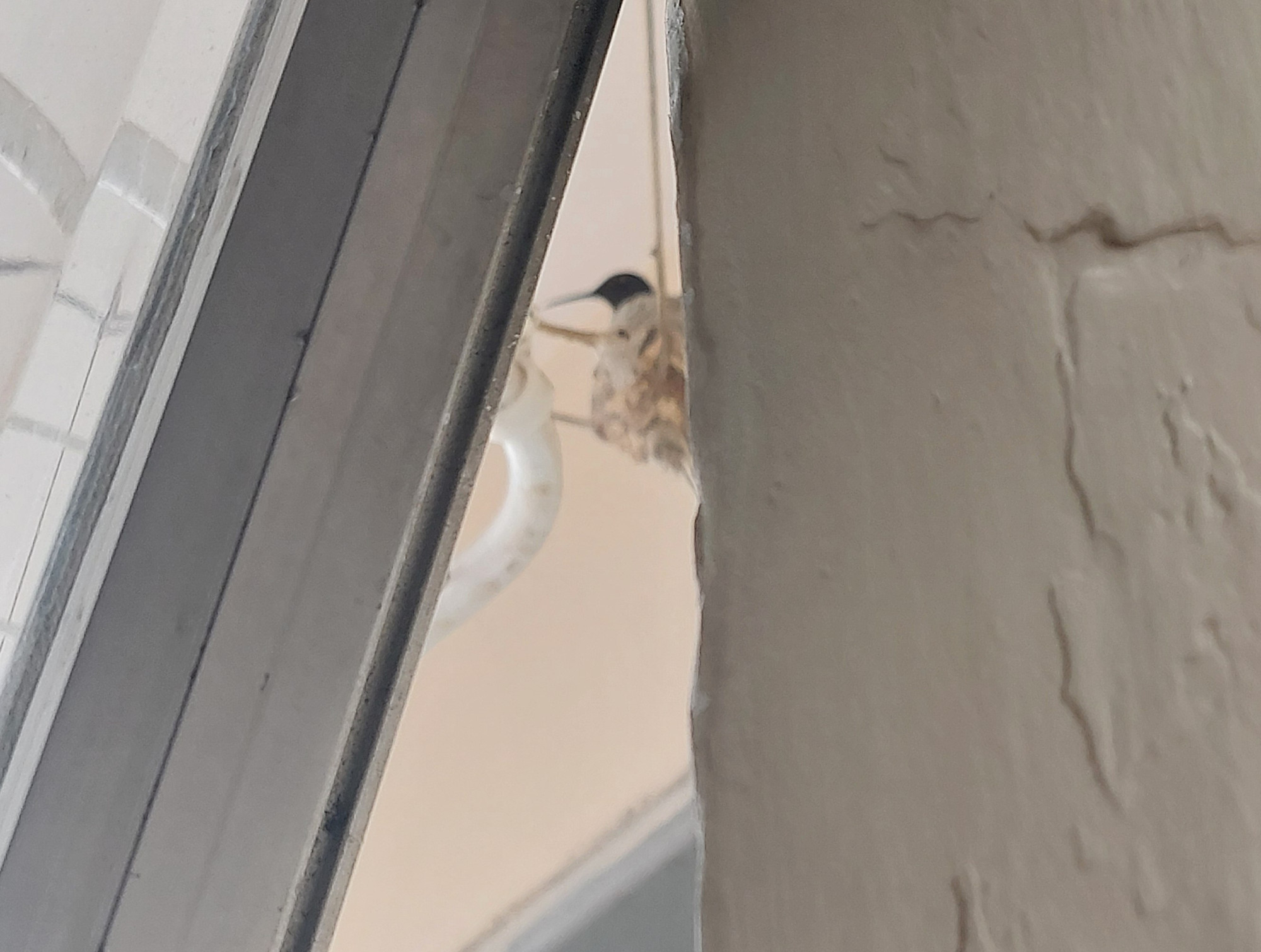 A hummingbird in her nest, seen through a partially opened window