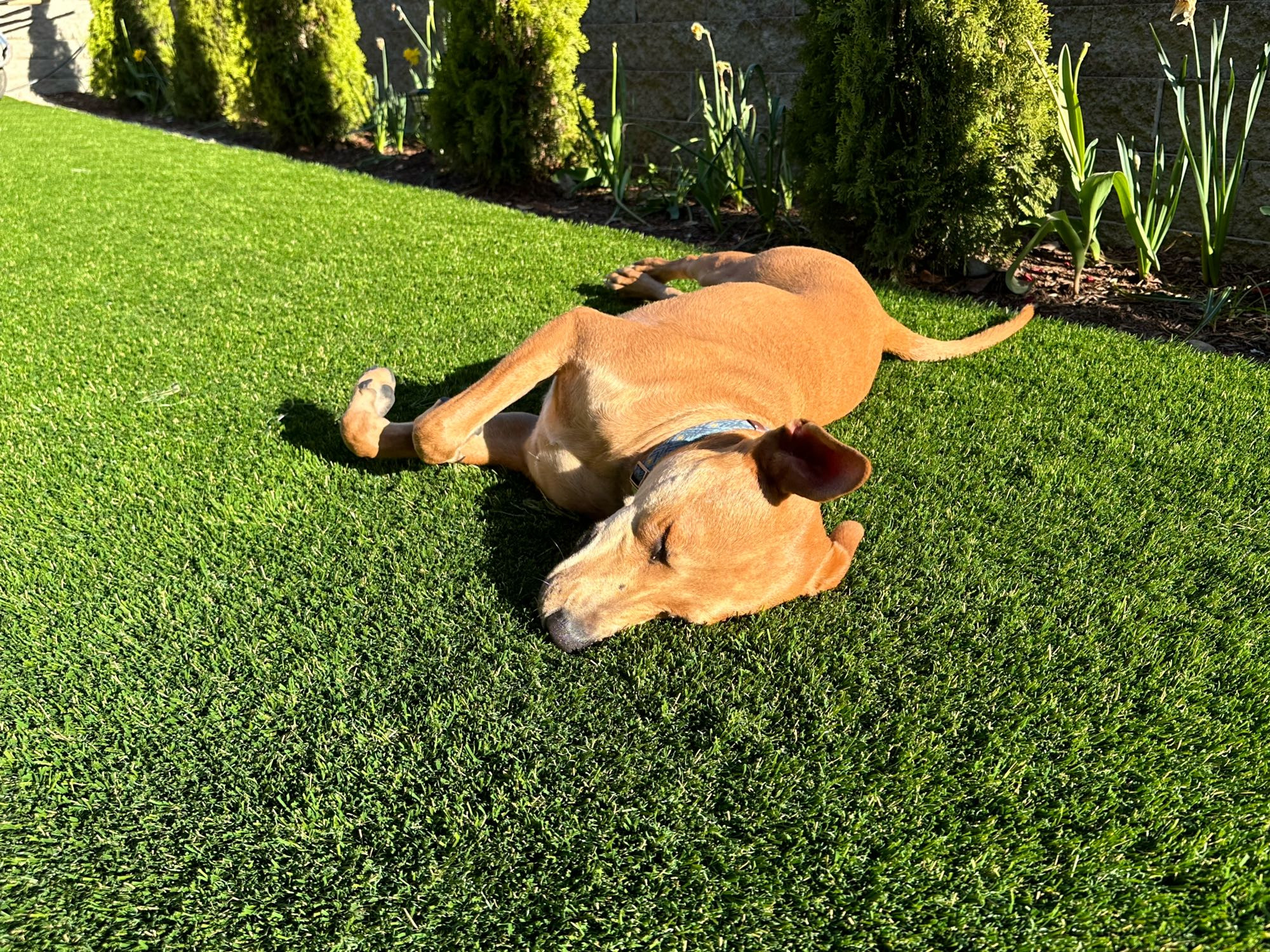 He loves his turf because he turned the backyard into a mud pit and it had to be fixed. 