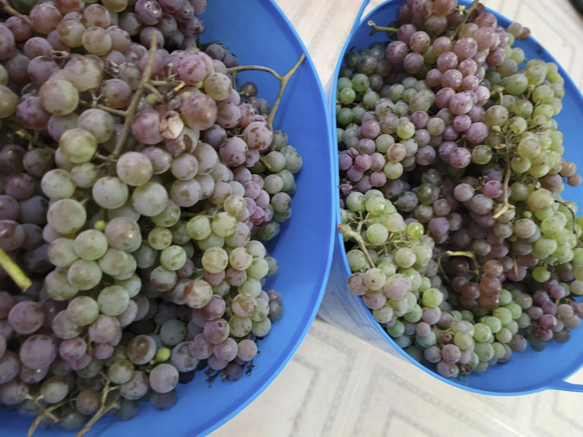 Two containers of grapes, some of which are green and others are red.